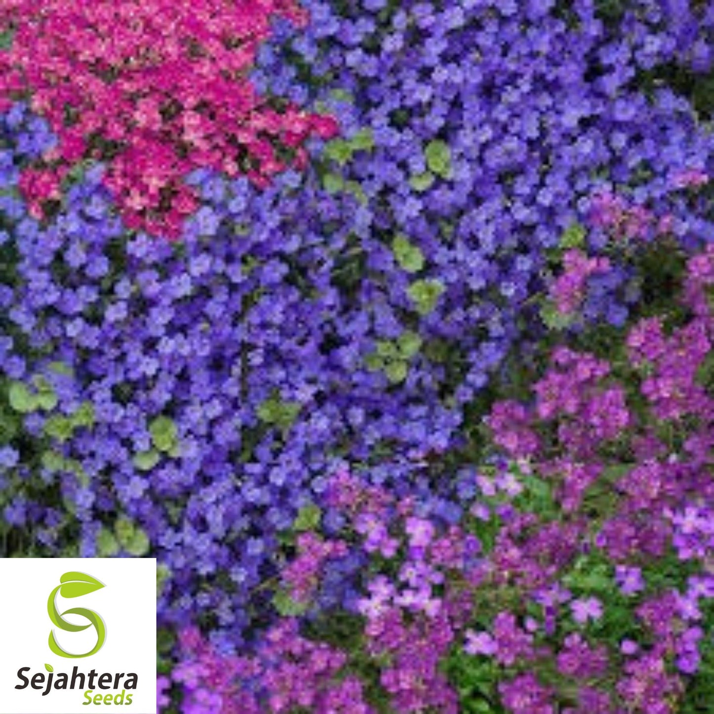 150 Rock Cress Seeds {Aubrieta} Cascading Purple Flowers | Perennial Ground Cover