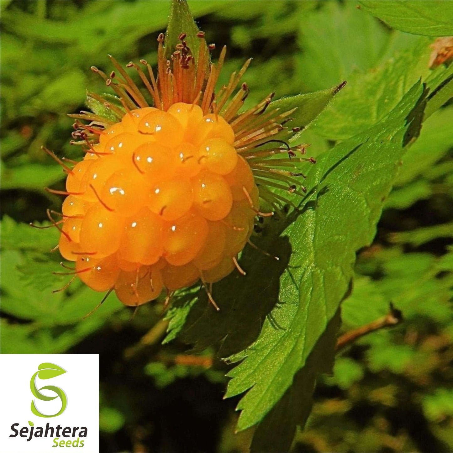 Salmonberry Seeds {Rubus spectabilis} Fruit Bearing Shrub 25+ Seeds
