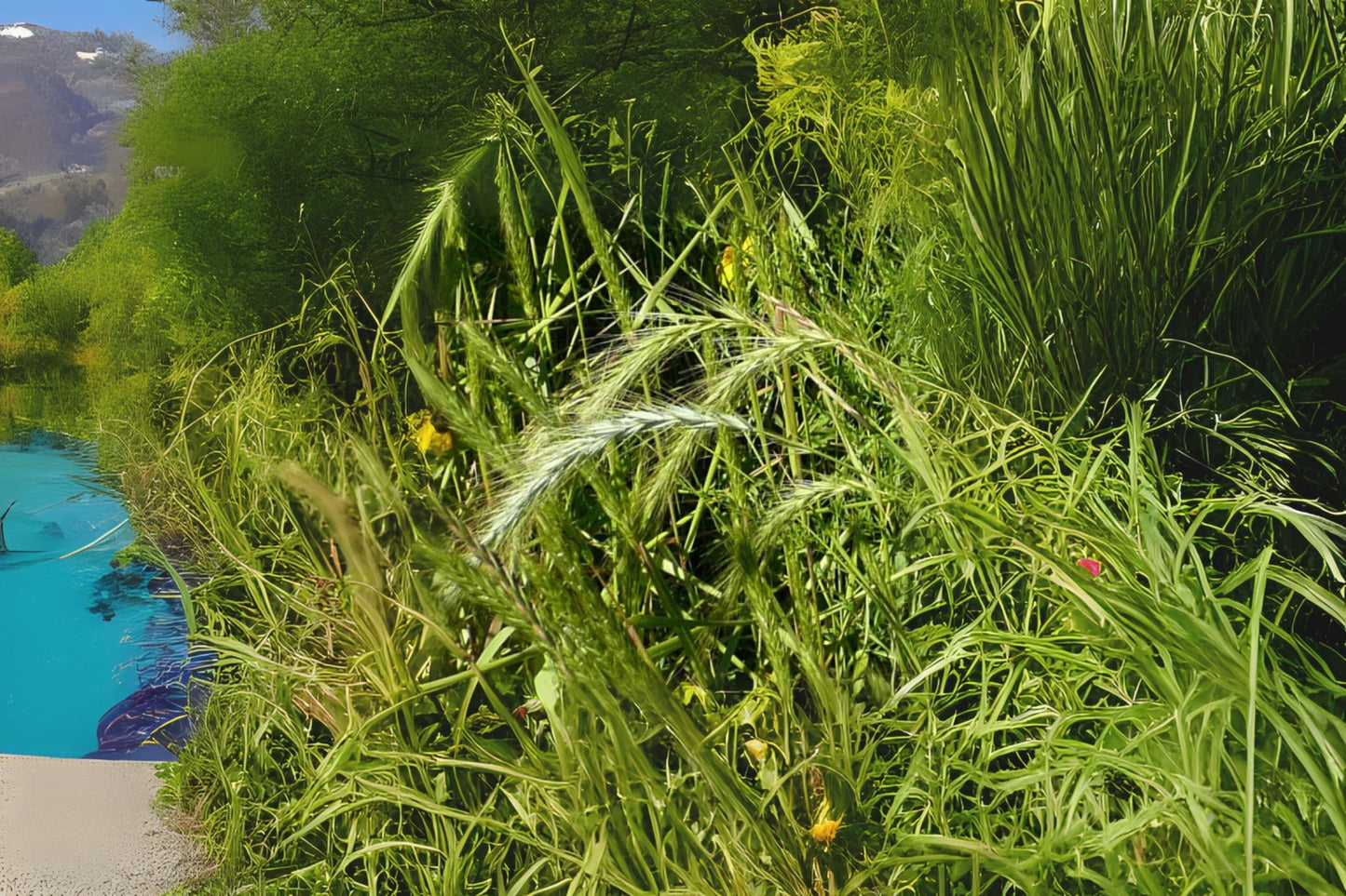River Bank Rye Grass Riverbank Wild Wildrye (Elymus riparius)