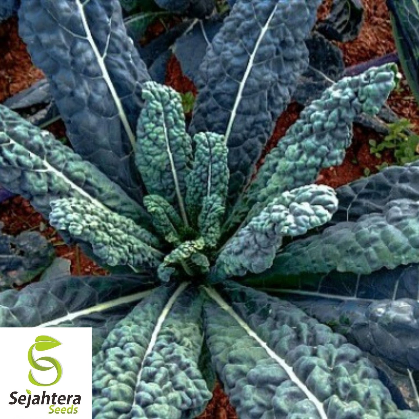 500+ Lacinato Kale Seeds - Black Tuscan Dinosaur Kale, Non-GMO Vegetable