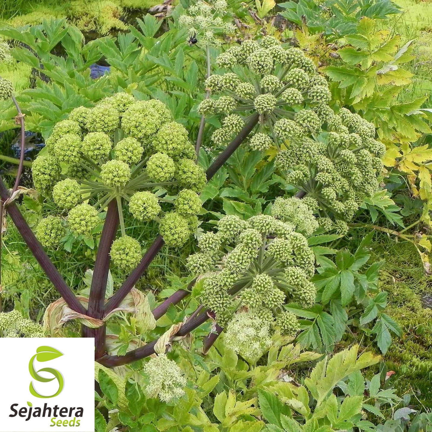 30 Angelica Holy Ghost Seeds - Non-GMO, Biennial Herb & Culinary Licorice Flavor
