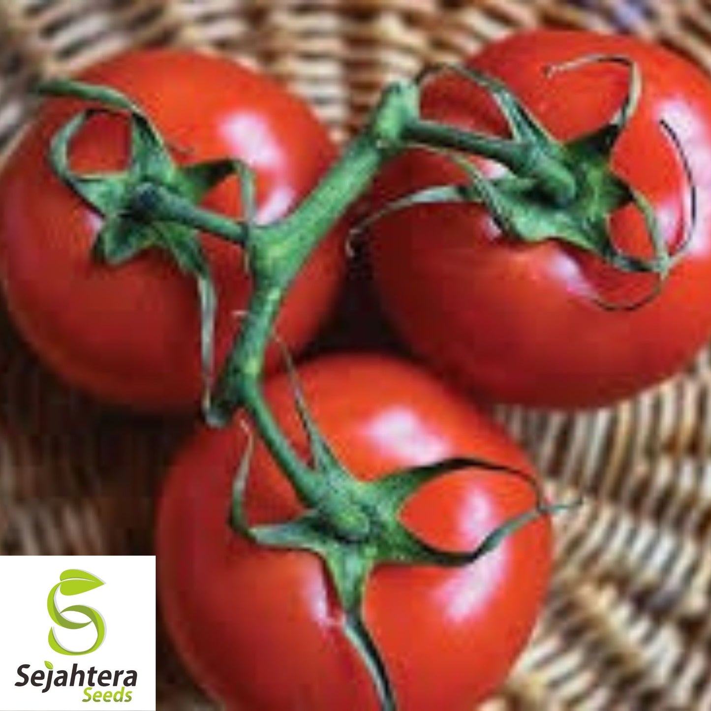 Ace 55 Tomato Seeds - 120+ Heirloom - Non-GMO, Low-Acid & High Yield