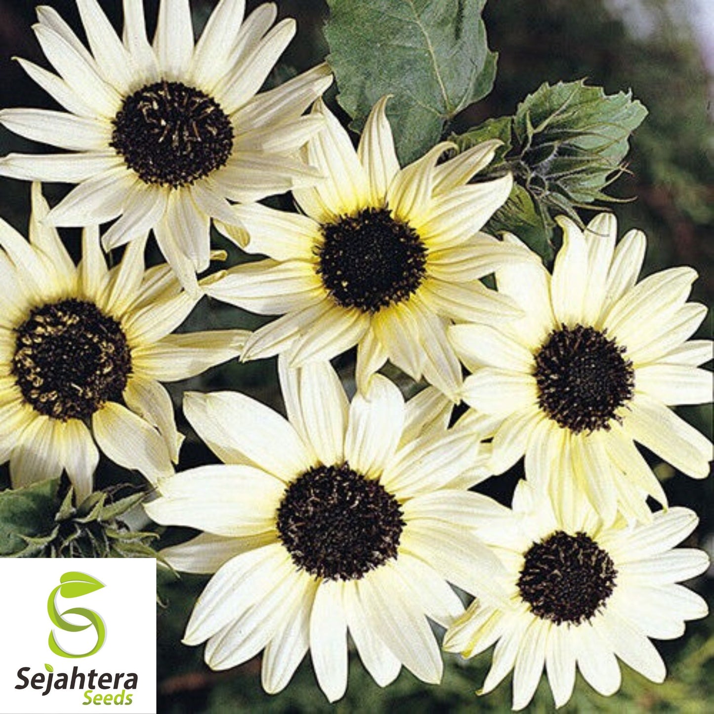 50+ Italian White Sunflower Seeds - Helianthus Debilis, Elegant Blooms, Non-GMO