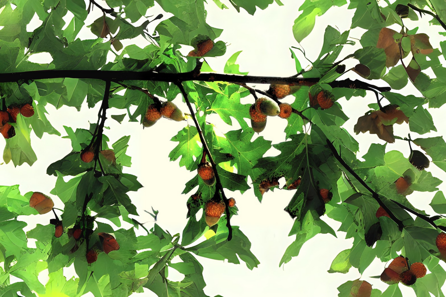 California Black Oak (Quercus kelloggii)