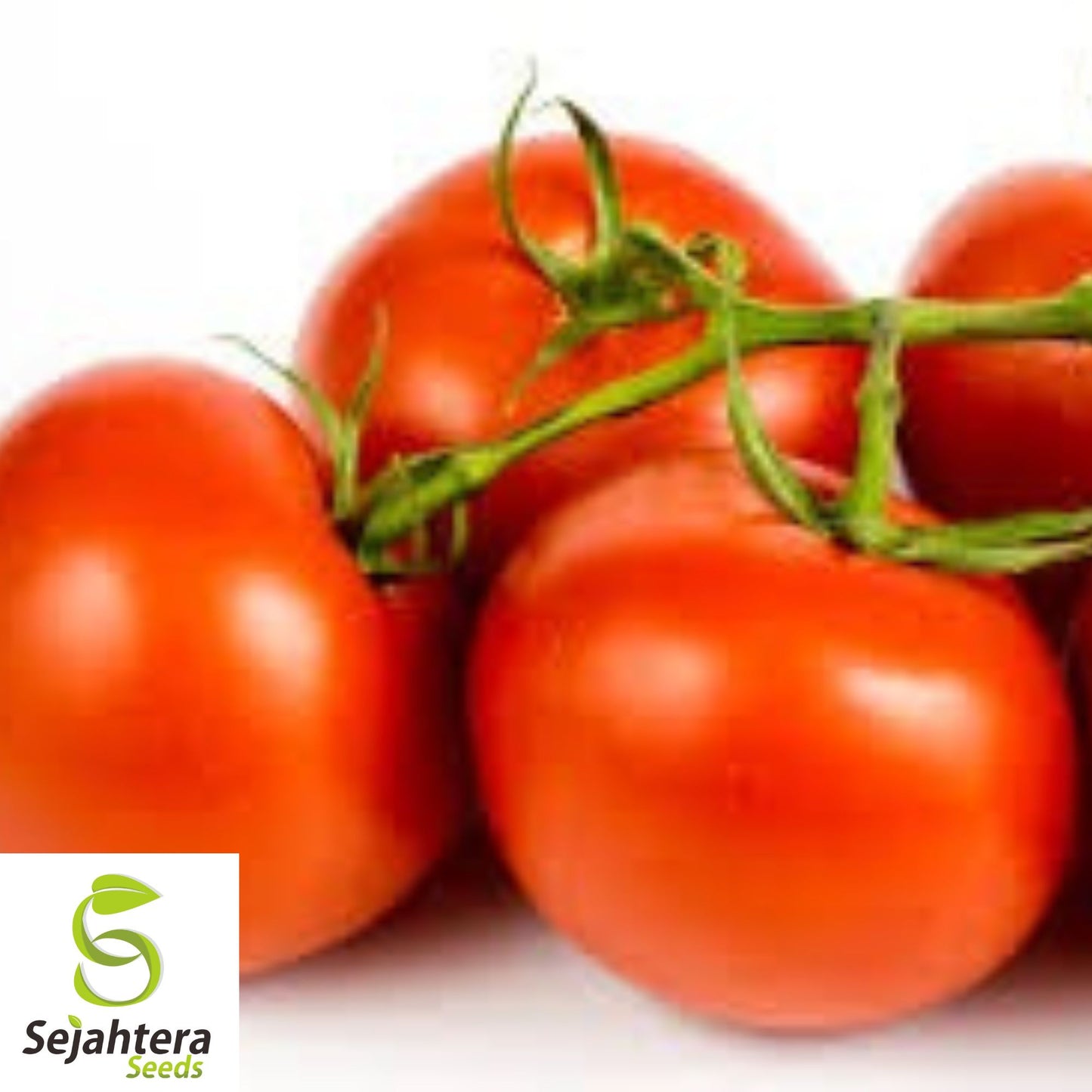 Ace 55 Tomato Seeds - 120+ Heirloom - Non-GMO, Low-Acid & High Yield