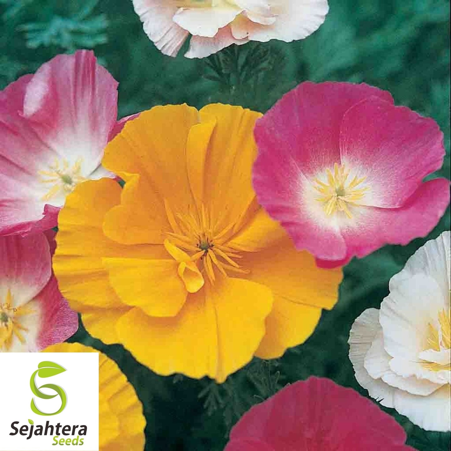 250+ Mission Bells California Poppy Seeds - Eschscholzia, Vibrant Blooms, USA