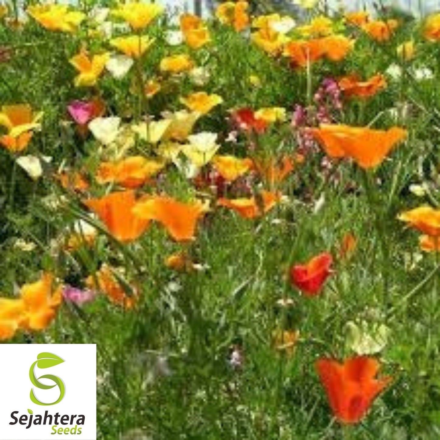 250+ Mission Bells California Poppy Seeds - Eschscholzia, Vibrant Blooms, USA