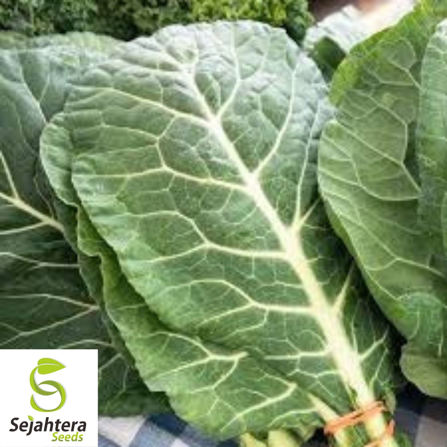 400+ Georgia Collard Seeds - Non-GMO, Heirloom & Nutritious Leafy Green
