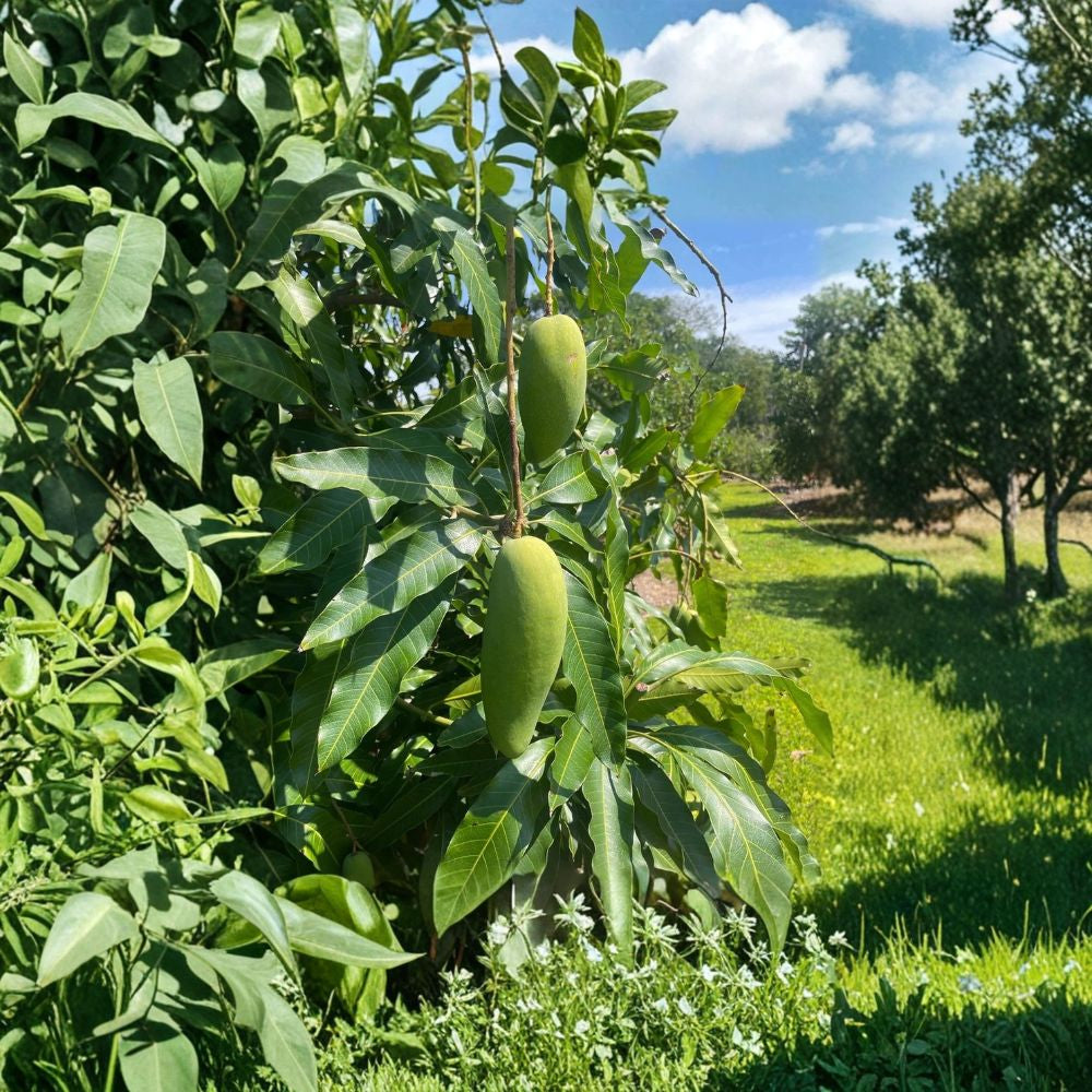 Ban Kun Sri Mango Tree β Mangifera indica Grafted Live Tree | 2β4 Feet Tall | Premium Thai Variety Fragrant & Sweet | Strong Producer | Ships to All States