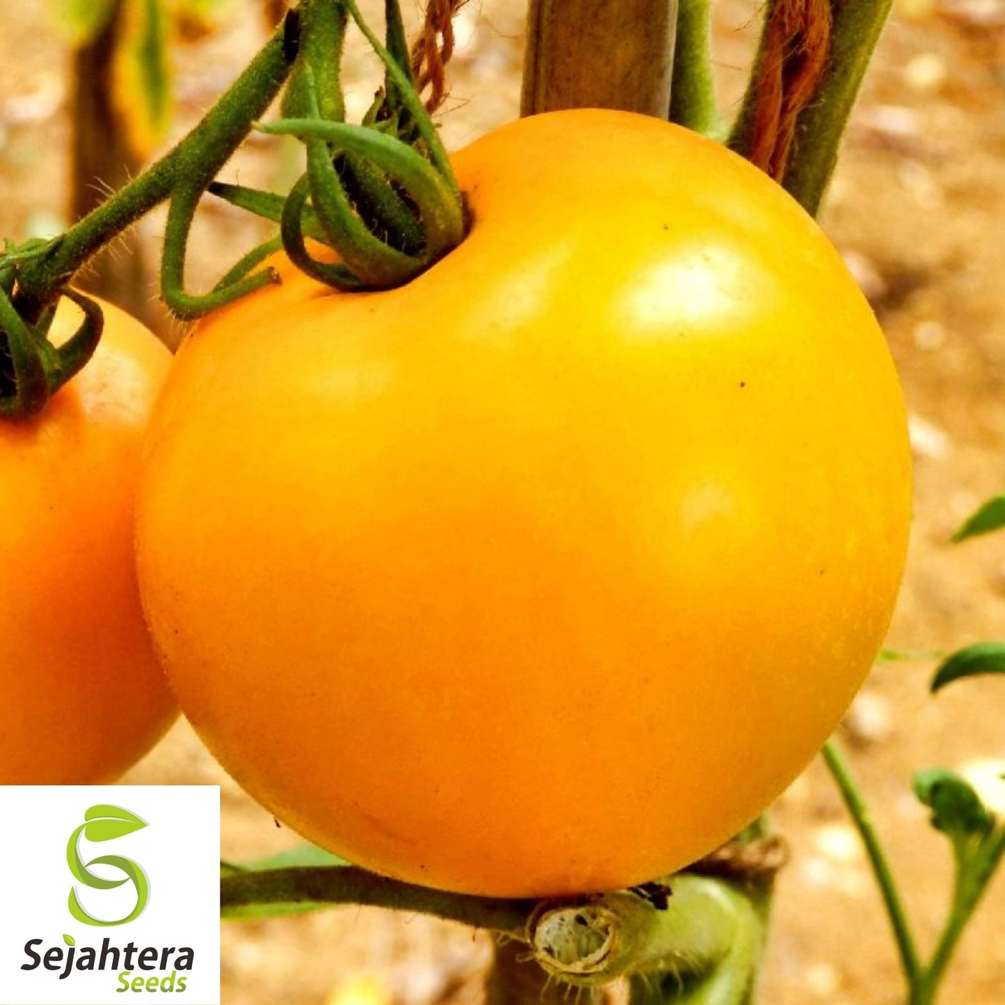 Golden Jubilee Tomato Seeds 100 Ct | Heirloom Vegetable NON-GMO USA