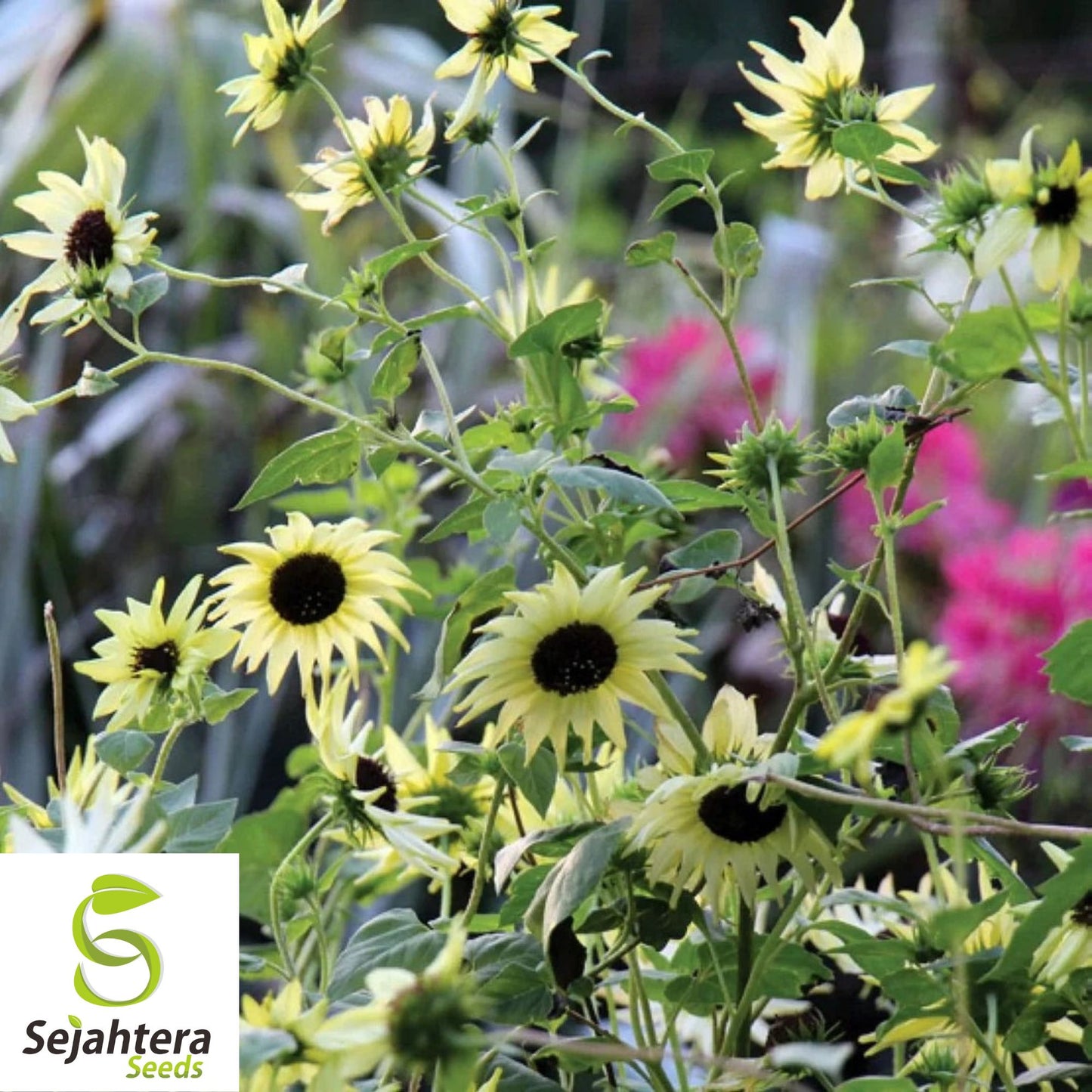 50+ Italian White Sunflower Seeds - Helianthus Debilis, Elegant Blooms, Non-GMO