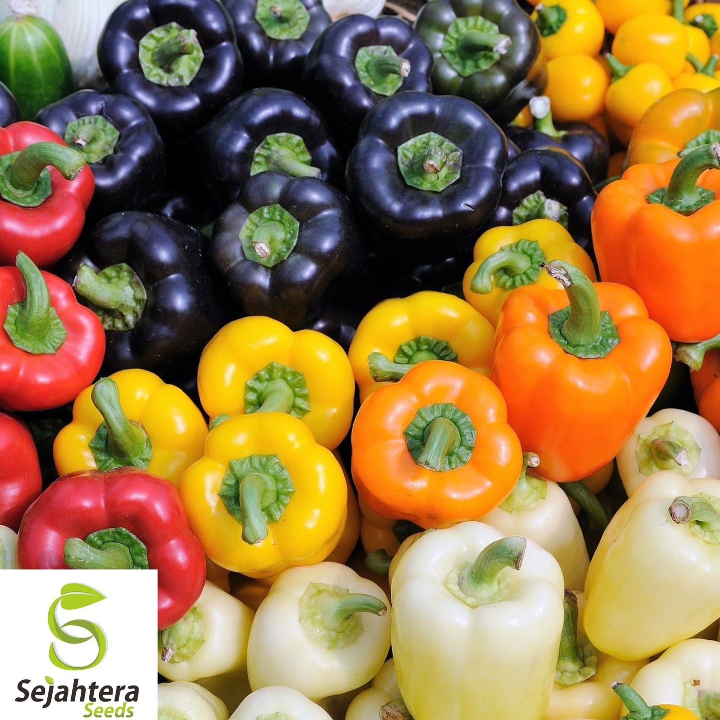 30+ Rainbow Bell Pepper Seeds - Heirloom, Non-GMO, Colorful 7-Variety Mix