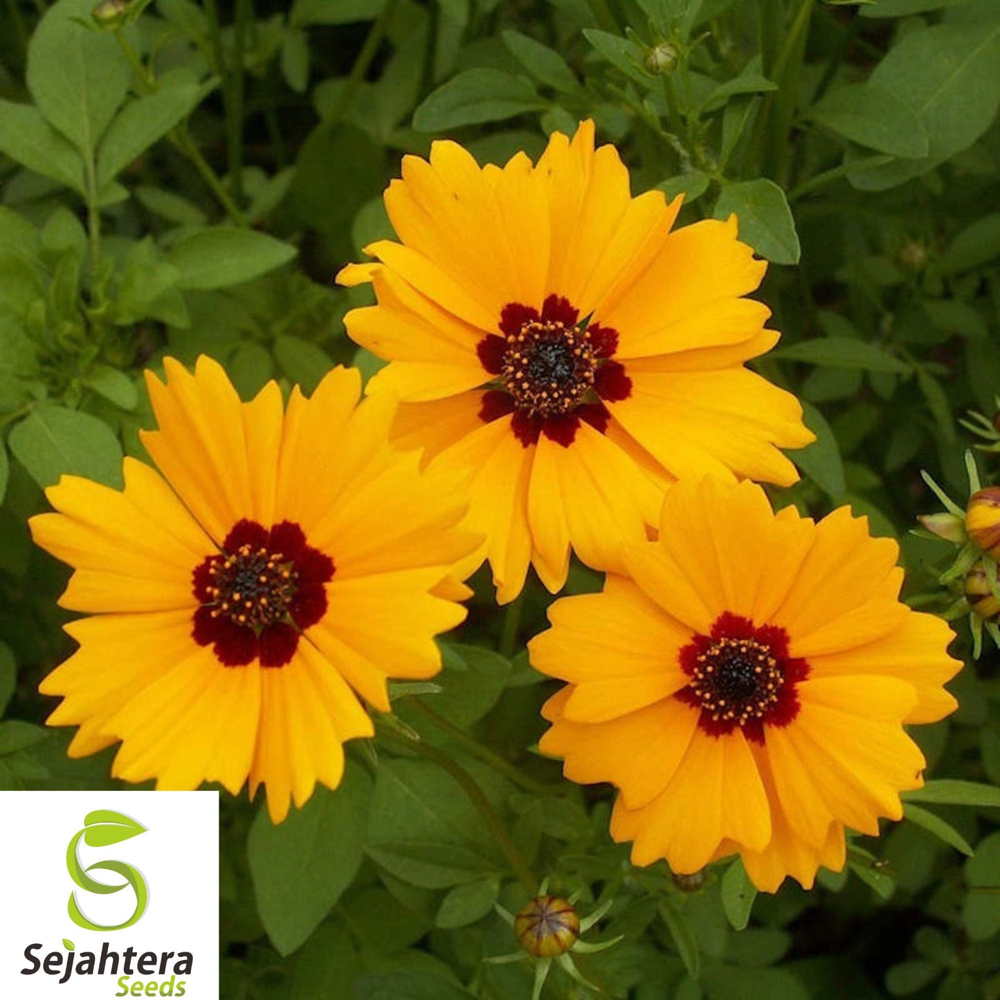 1,000+ Dwarf Plains Coreopsis Seeds - Edible, Medicinal, Native Wildflower