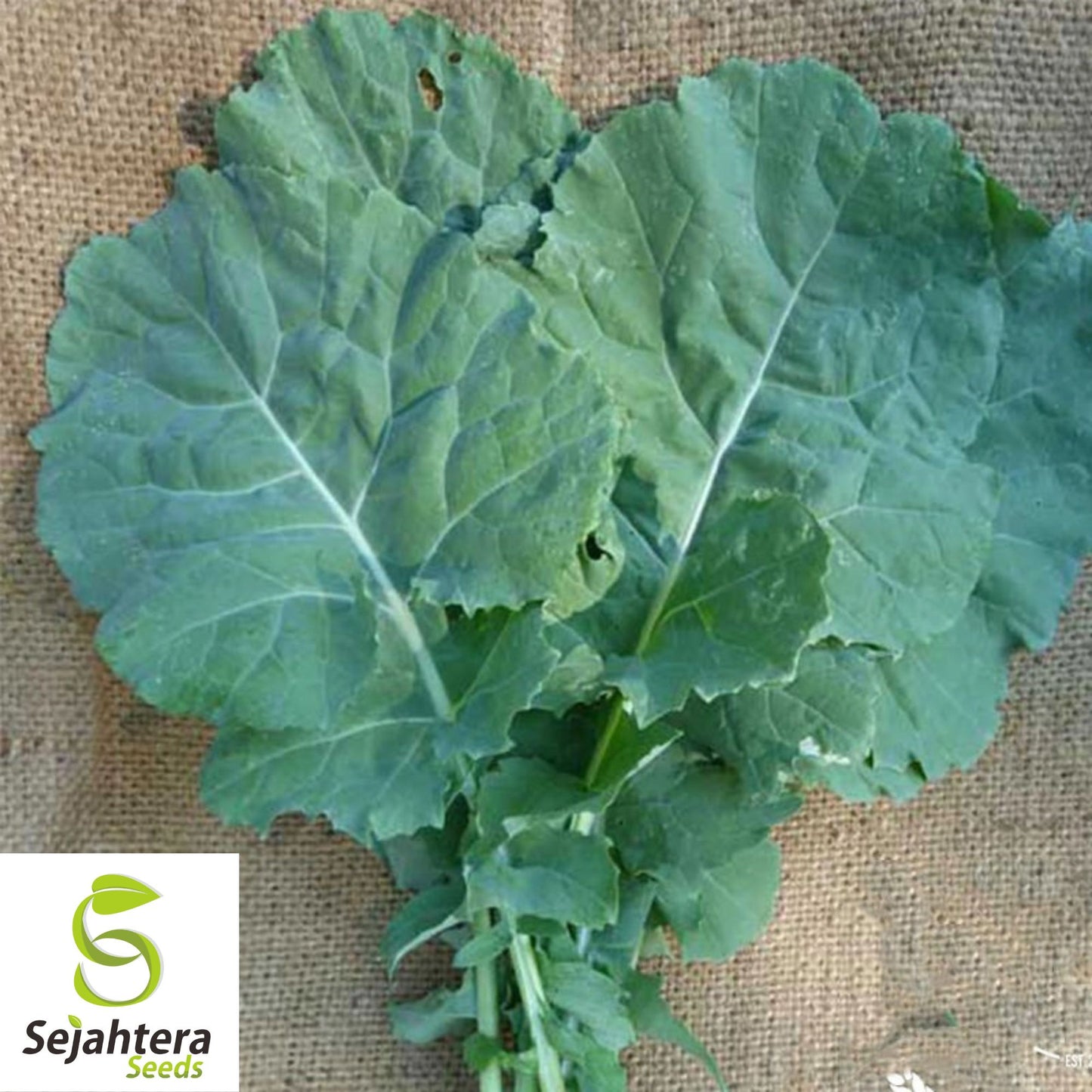 400+ Georgia Collard Seeds - Non-GMO, Heirloom & Nutritious Leafy Green