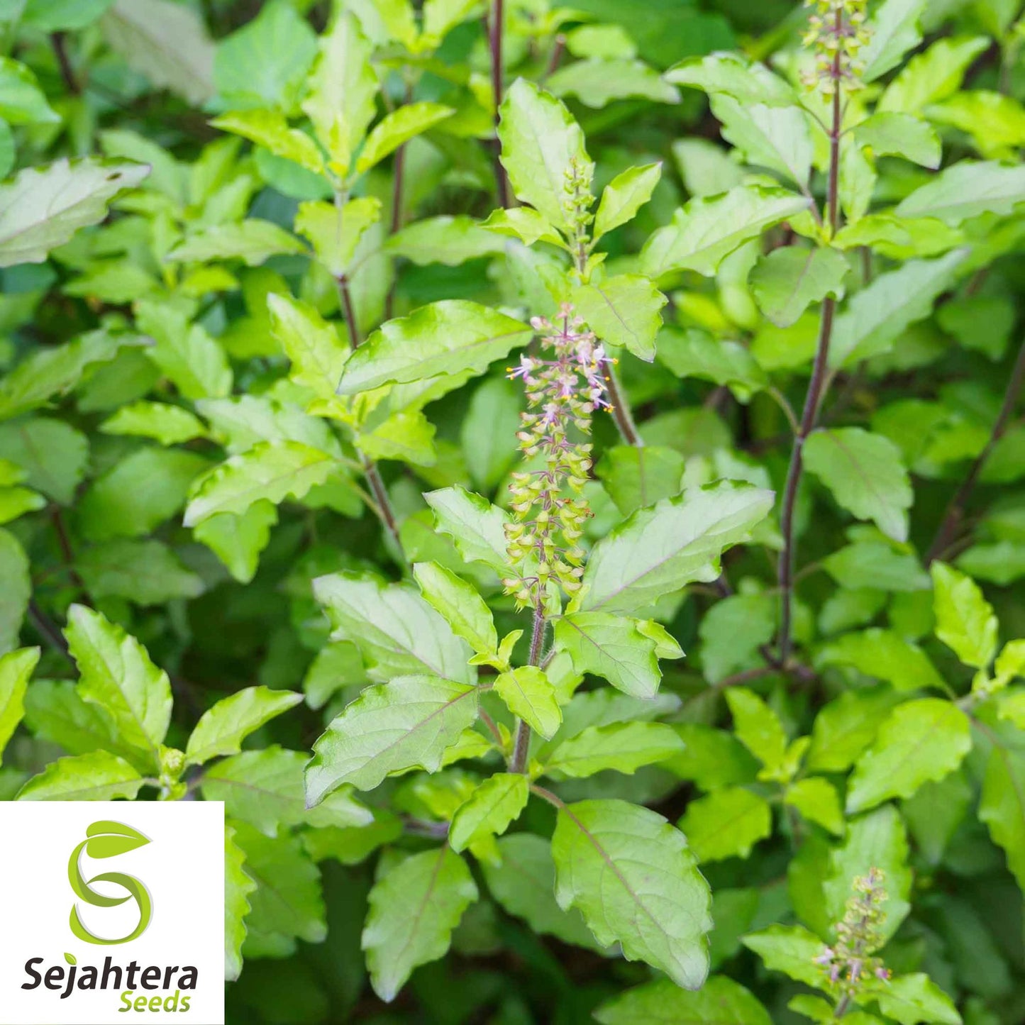 Organic Holy Basil Seeds {O. Sanctum} Tulsi | Medicinal Herb & Spice 200+ Seeds