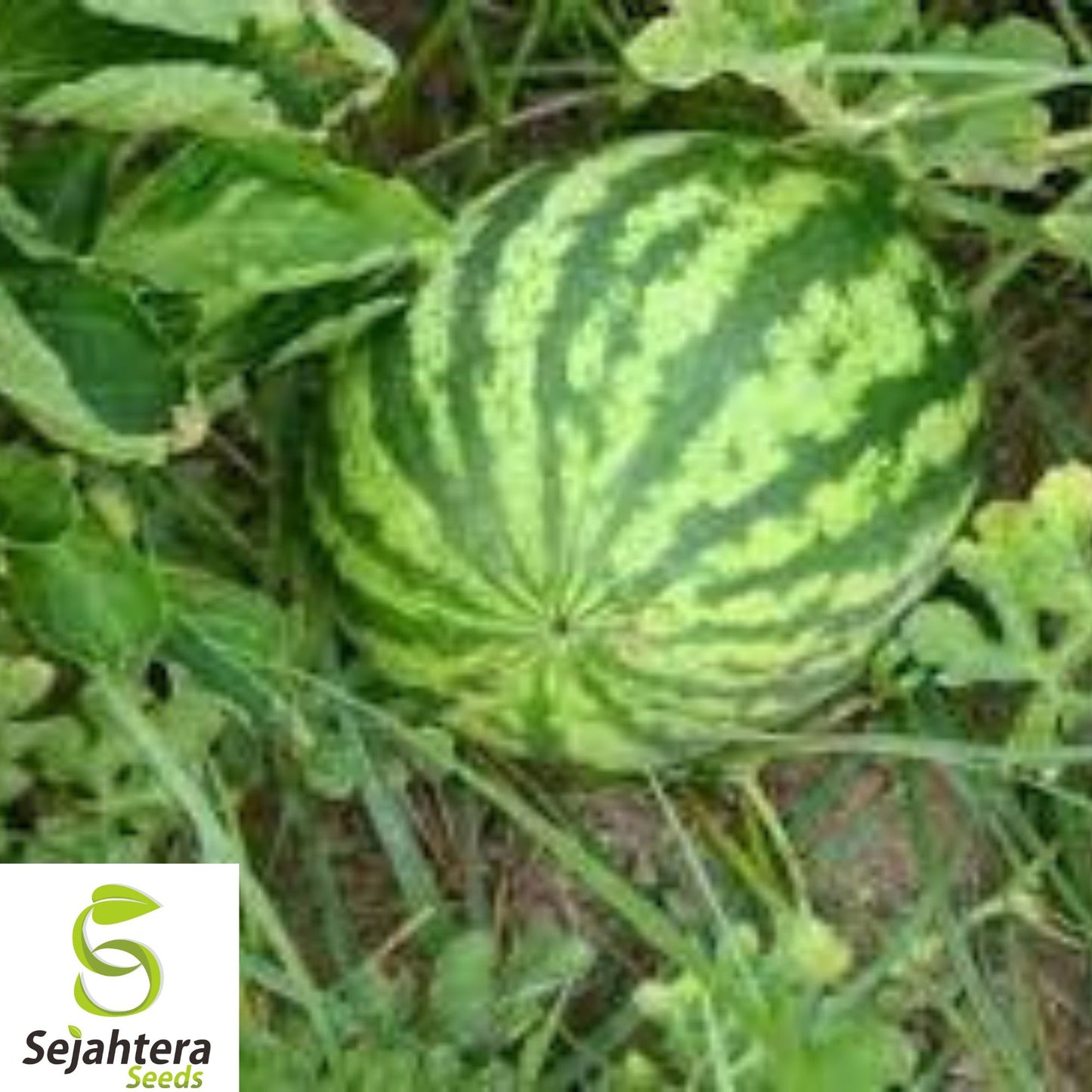 12 Florida Giant Watermelon Seeds - Heirloom, Organic, Non-GMO, Rare & Huge