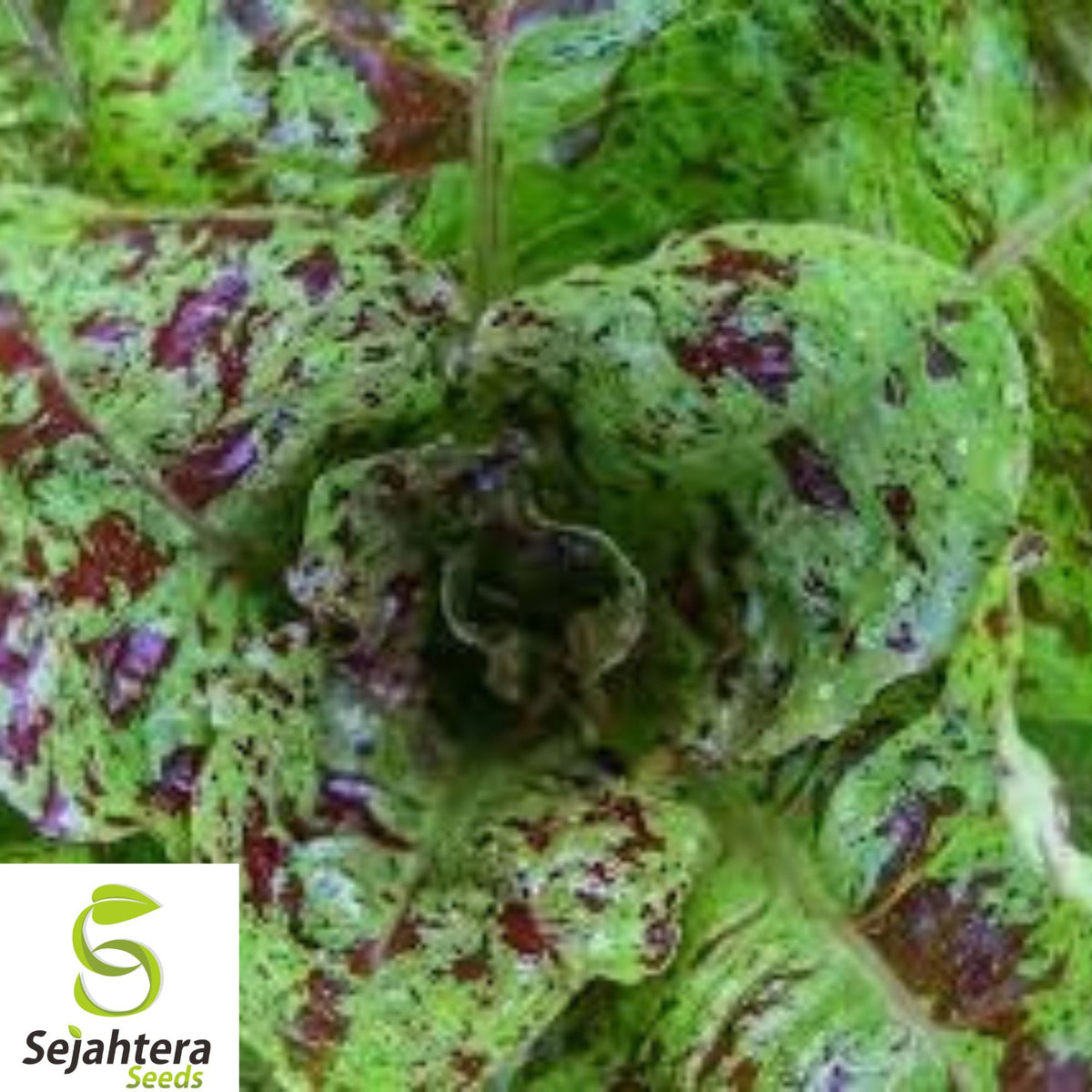 500+ Freckles Romaine Lettuce Seeds - Heirloom, Organic, Non-GMO, Crisp & Unique