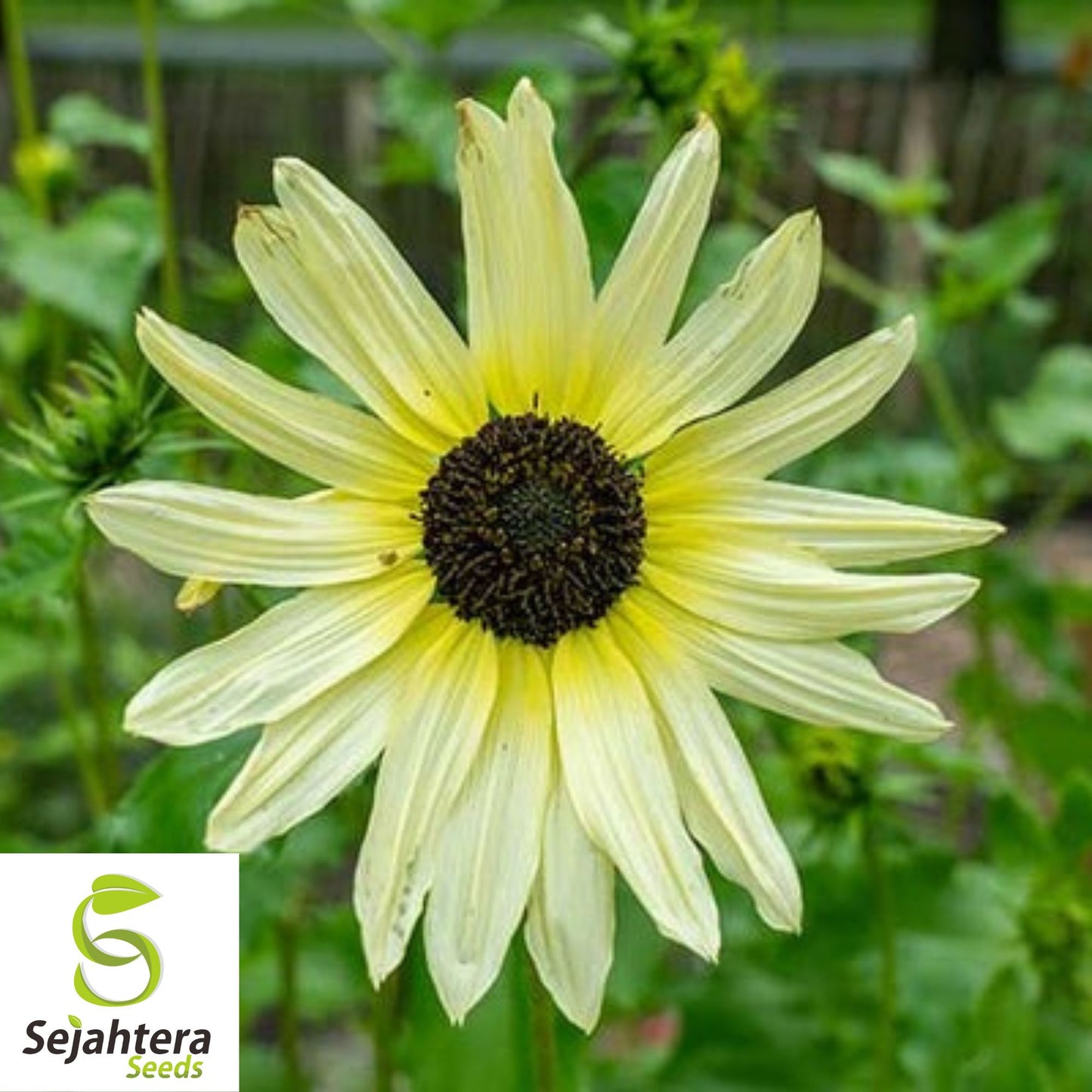 50+ Italian White Sunflower Seeds - Helianthus Debilis, Elegant Blooms, Non-GMO
