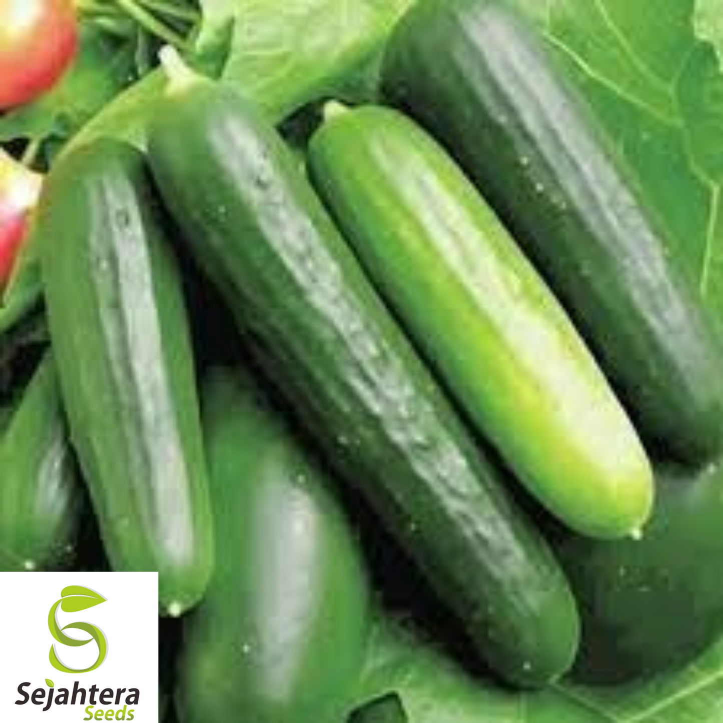 100+ Ashley Long Cucumber Seeds - Heirloom, Organic, Non-GMO, Crisp & High-Yield