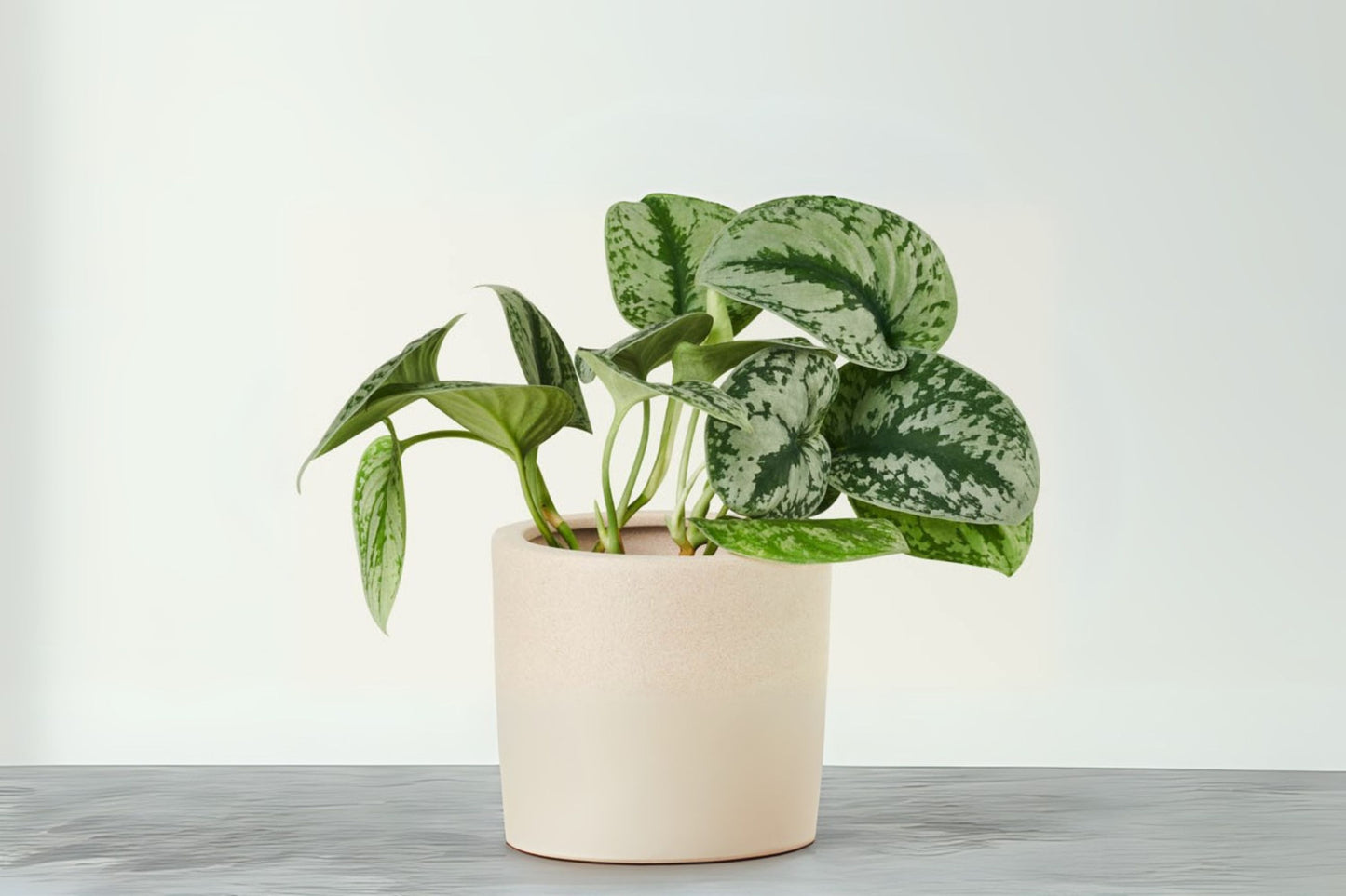 Satin Pothos Starter Plant 3in Pot Silver Pothos Scindapsus Pictus Live Indoor Houseplant Easy Care Tropical Vine
