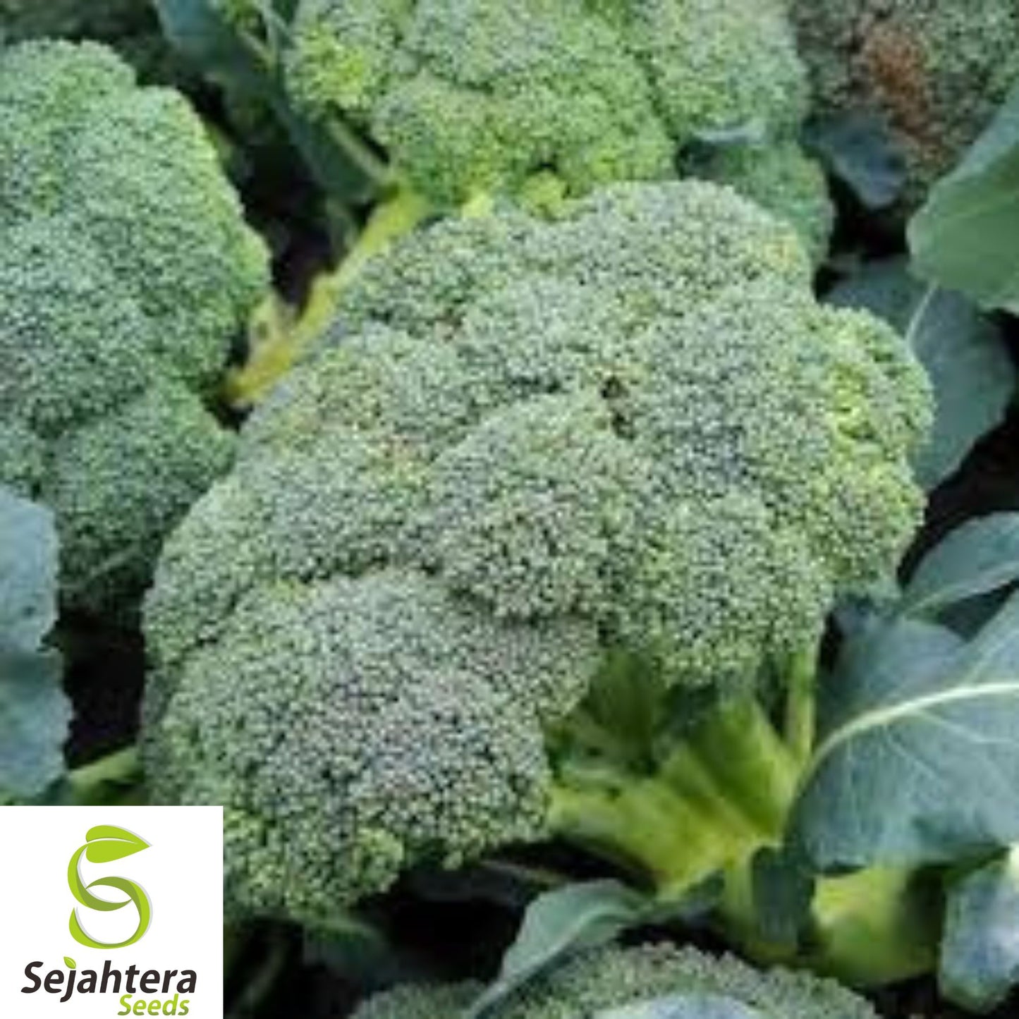 1000+ Waltham 29 Broccoli Seeds - Heirloom, Organic, Non-GMO, Hardy & Fresh