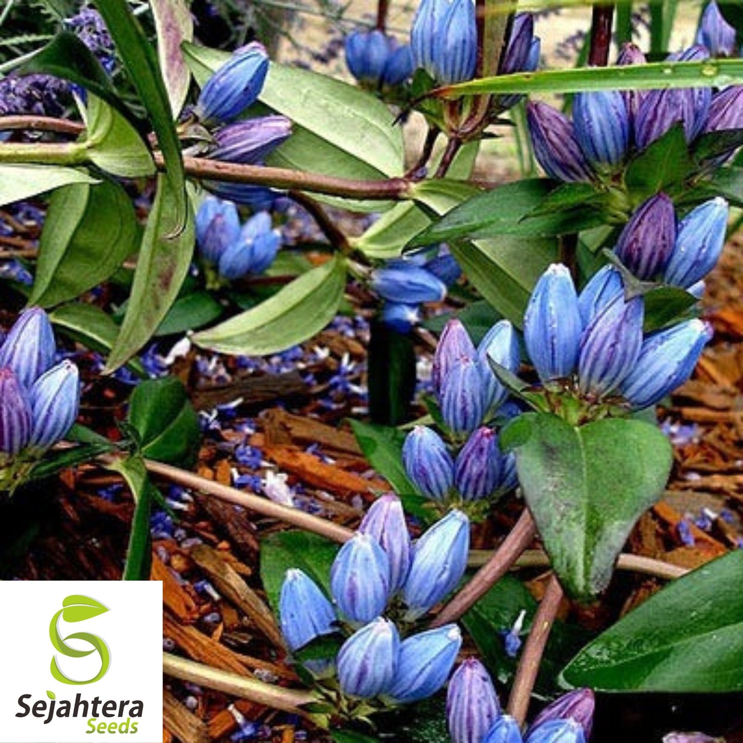 Blue Bottle Gentian Seeds {Gentiana andrewsii} 200+ Seeds for Gardens