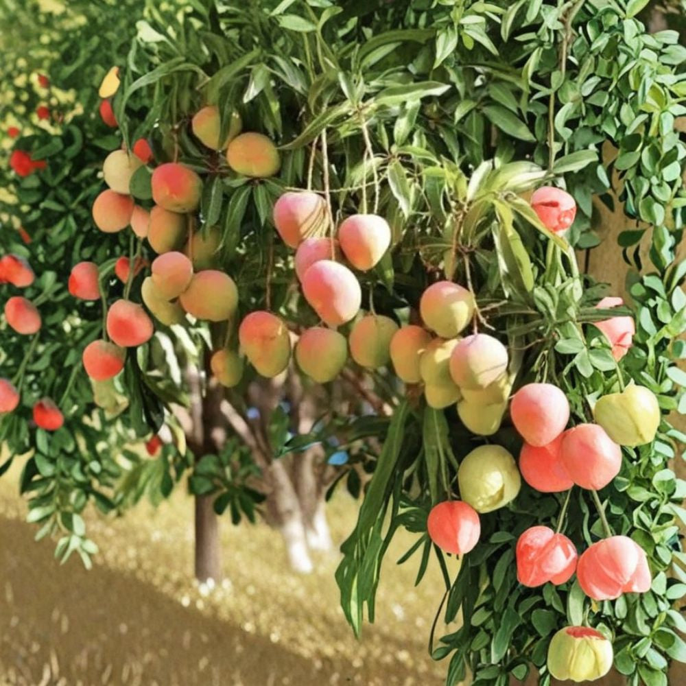 Red Mango Tree – Mangifera indica Live Seedling | 12–16 Inches Tall | Includes Nursery Pot Tropical Fruit Starter | Vibrant Variety | Easy to Grow