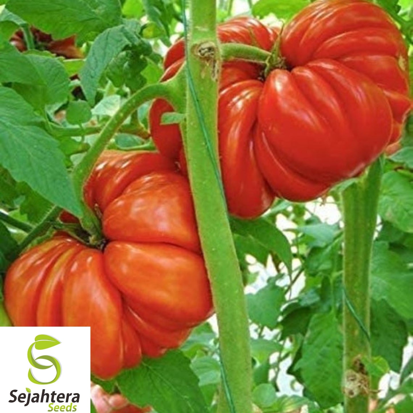 10+ Mushroom Basket Tomato Seeds - Heirloom, Organic, Non-GMO, Rare & Ribbed Variety