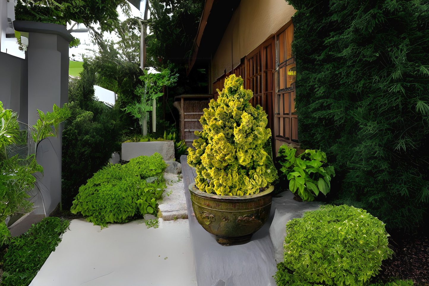 Hinoki Cypress Hinoki Japanese (Chamaecyparis obtusa)