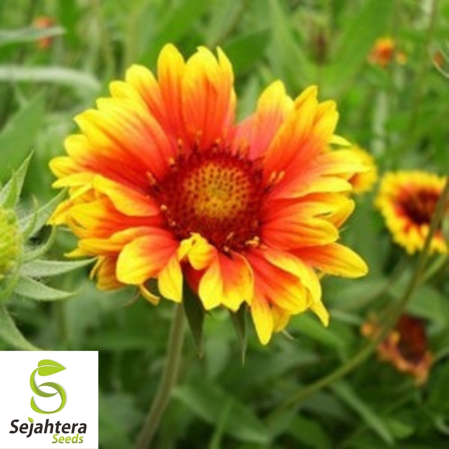 Gaillardia Blanket Flower Seeds 100+ | Perennial Wildflower NON-GMO USA