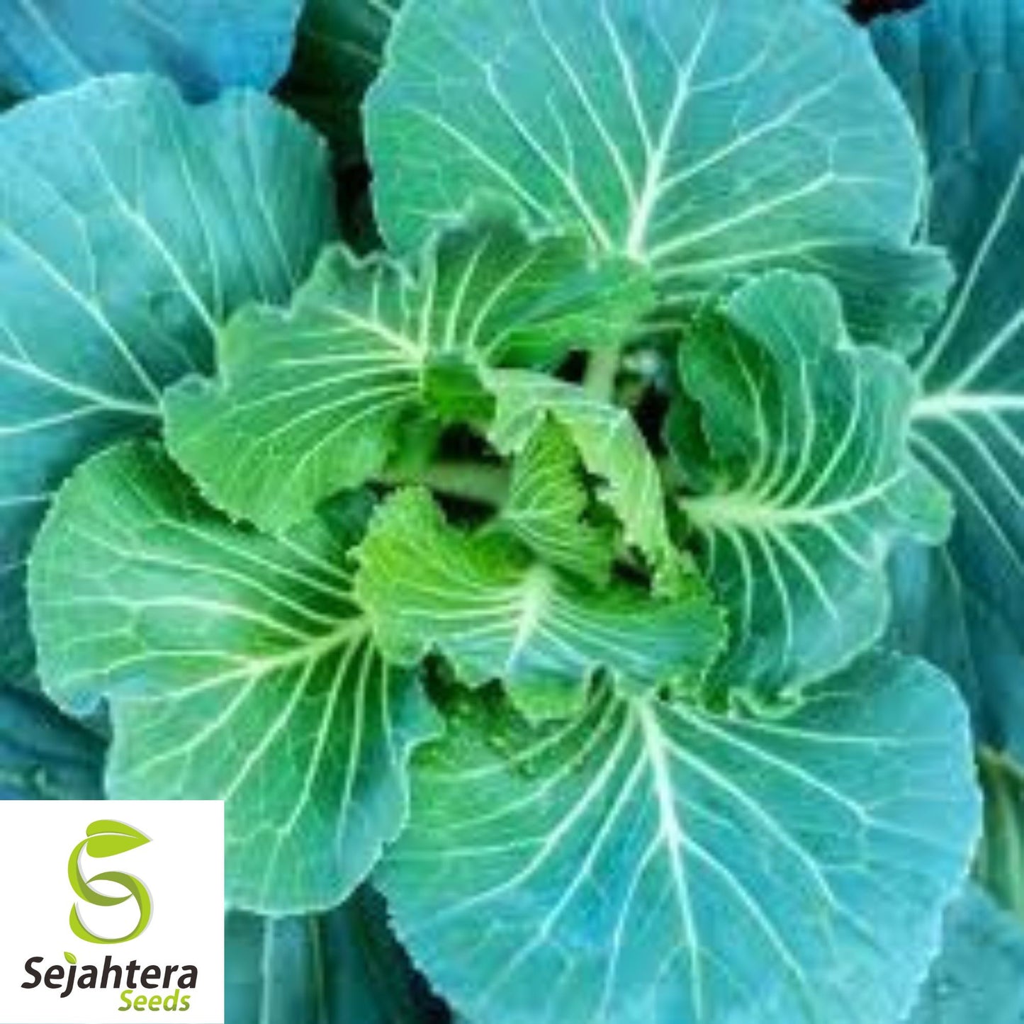 400+ Georgia Collard Seeds - Non-GMO, Heirloom & Nutritious Leafy Green