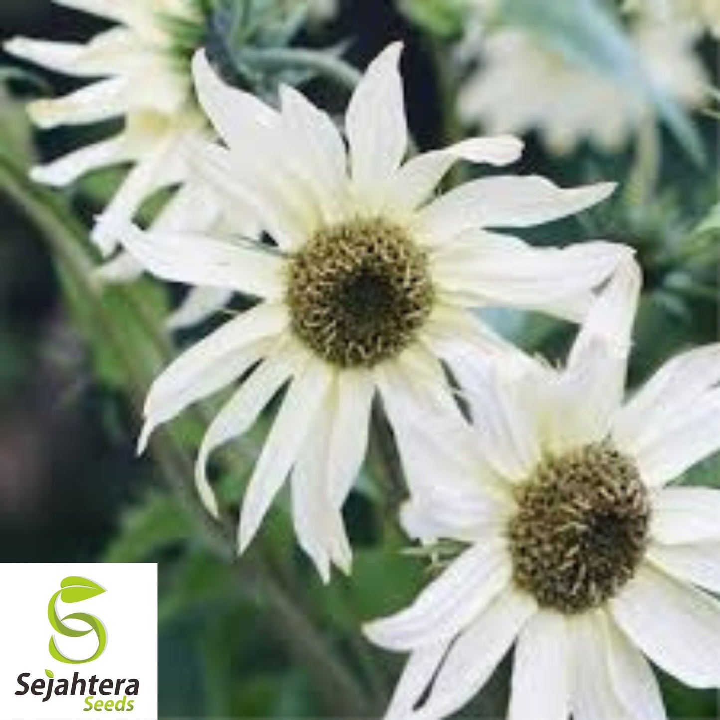 50 Italian White Sunflower Seeds - Helianthus Debilis, Elegant Blooms, Non-GMO