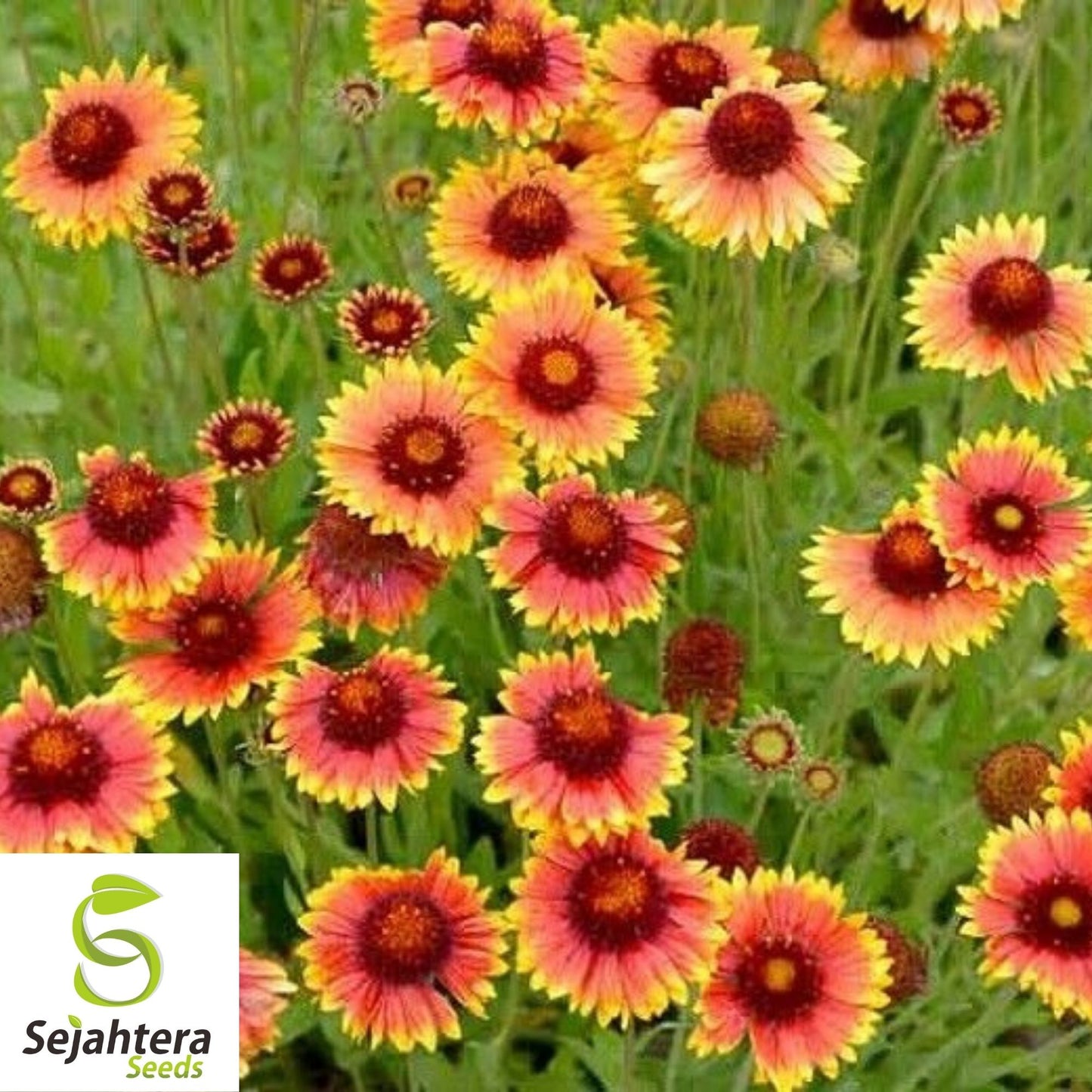 Gaillardia Blanket Flower Seeds 100+ | Perennial Wildflower NON-GMO USA