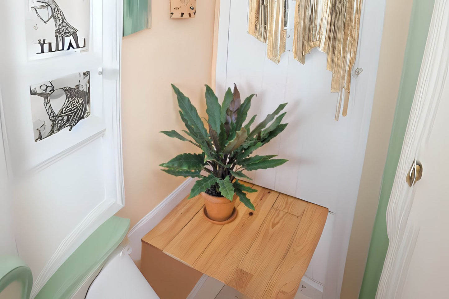 Alocasia Lauterbachiana Potted Plant - 7 Inch Pot - Rare Elephant Ear - Tropical Houseplant (Alocasia Lauterbachiana)