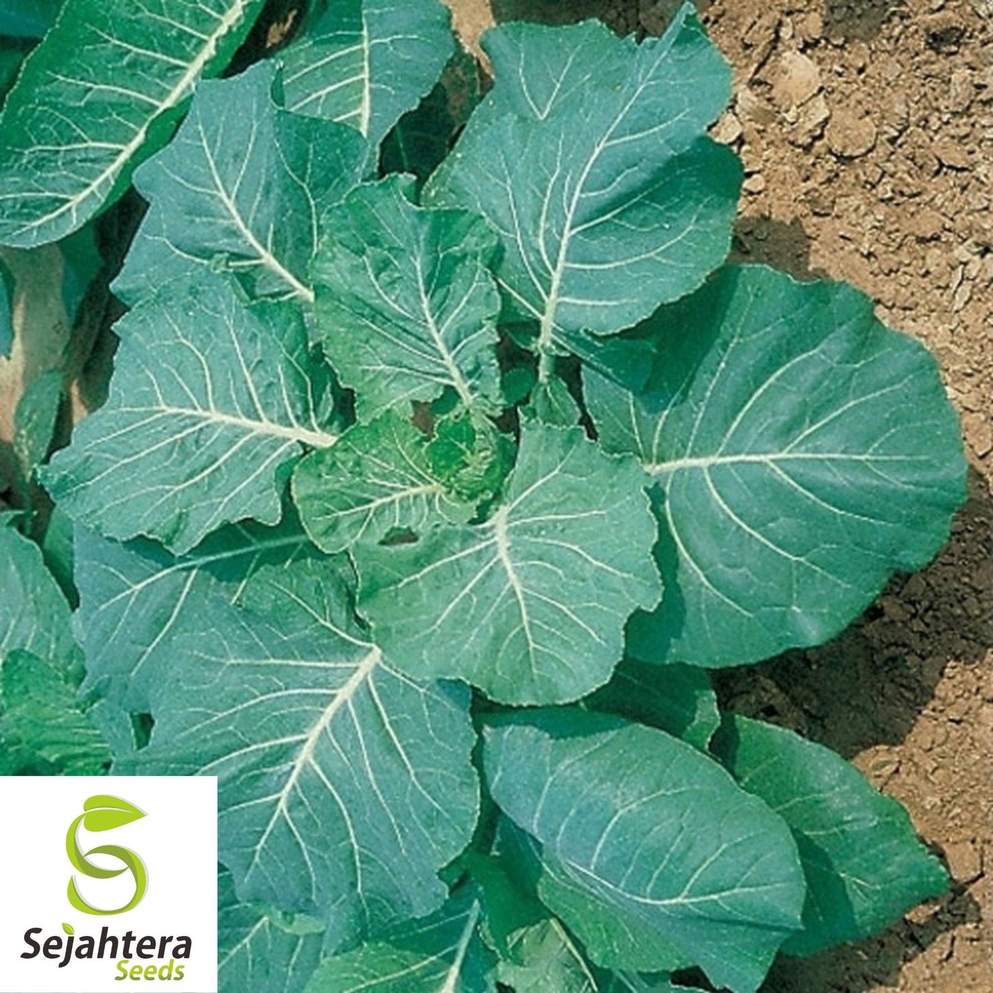 400+ Georgia Collard Seeds - Non-GMO, Heirloom & Nutritious Leafy Green