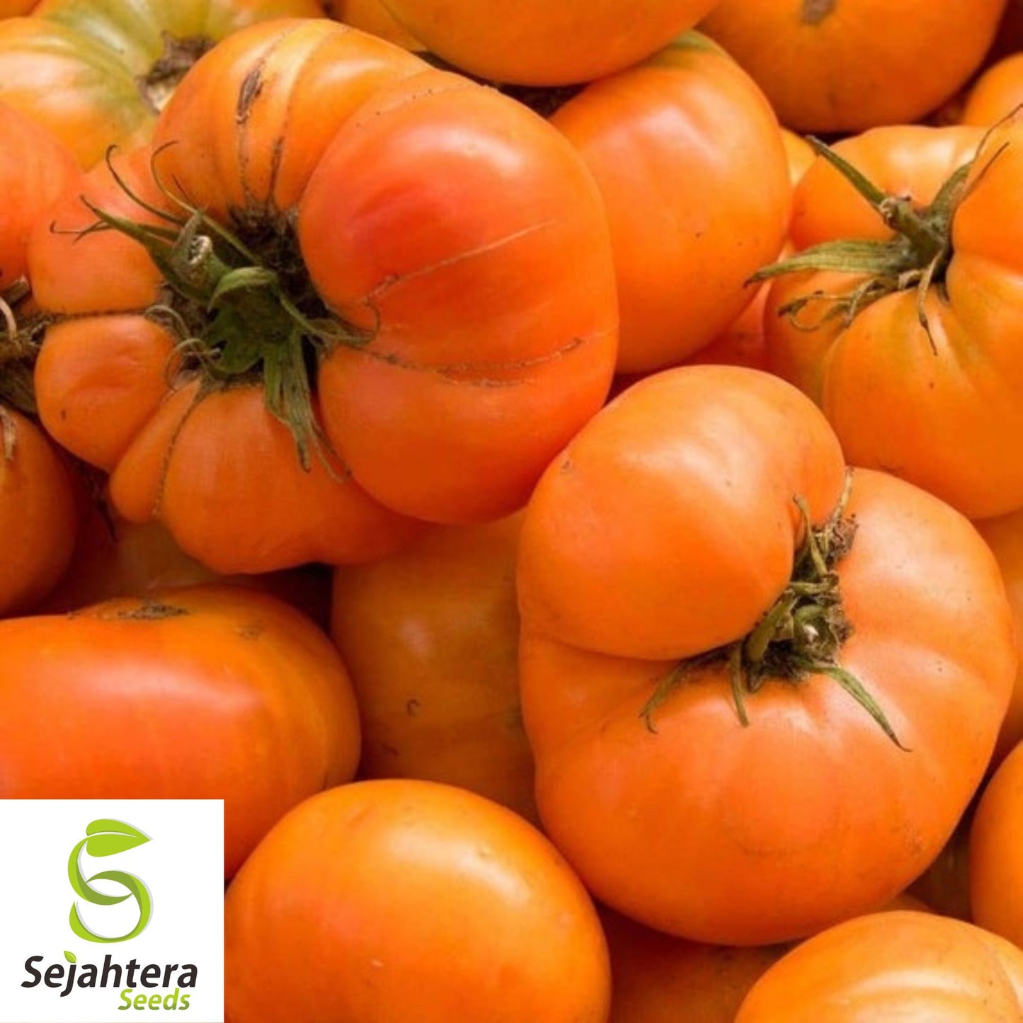 30 AMANA ORANGE BEEFSTEAK TOMATO SEEDS