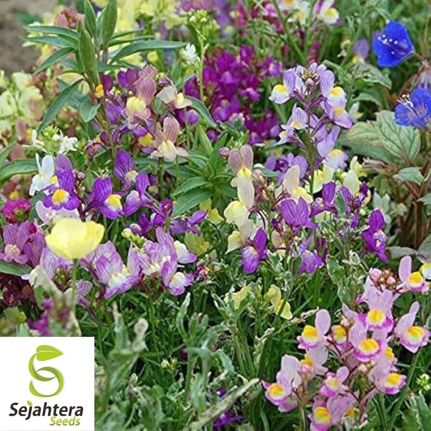 2000+ Snapdragon Fairy Bouquet Seeds - Linaria Maroccana, Dwarf Flower, USA