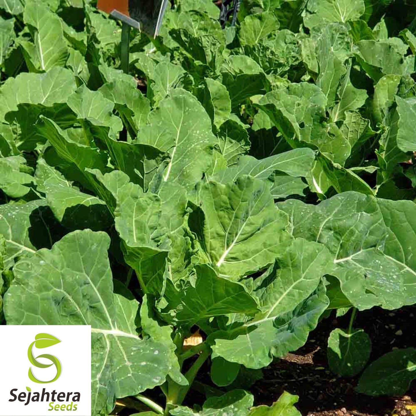 400+ Georgia Collard Seeds - Non-GMO, Heirloom & Nutritious Leafy Green