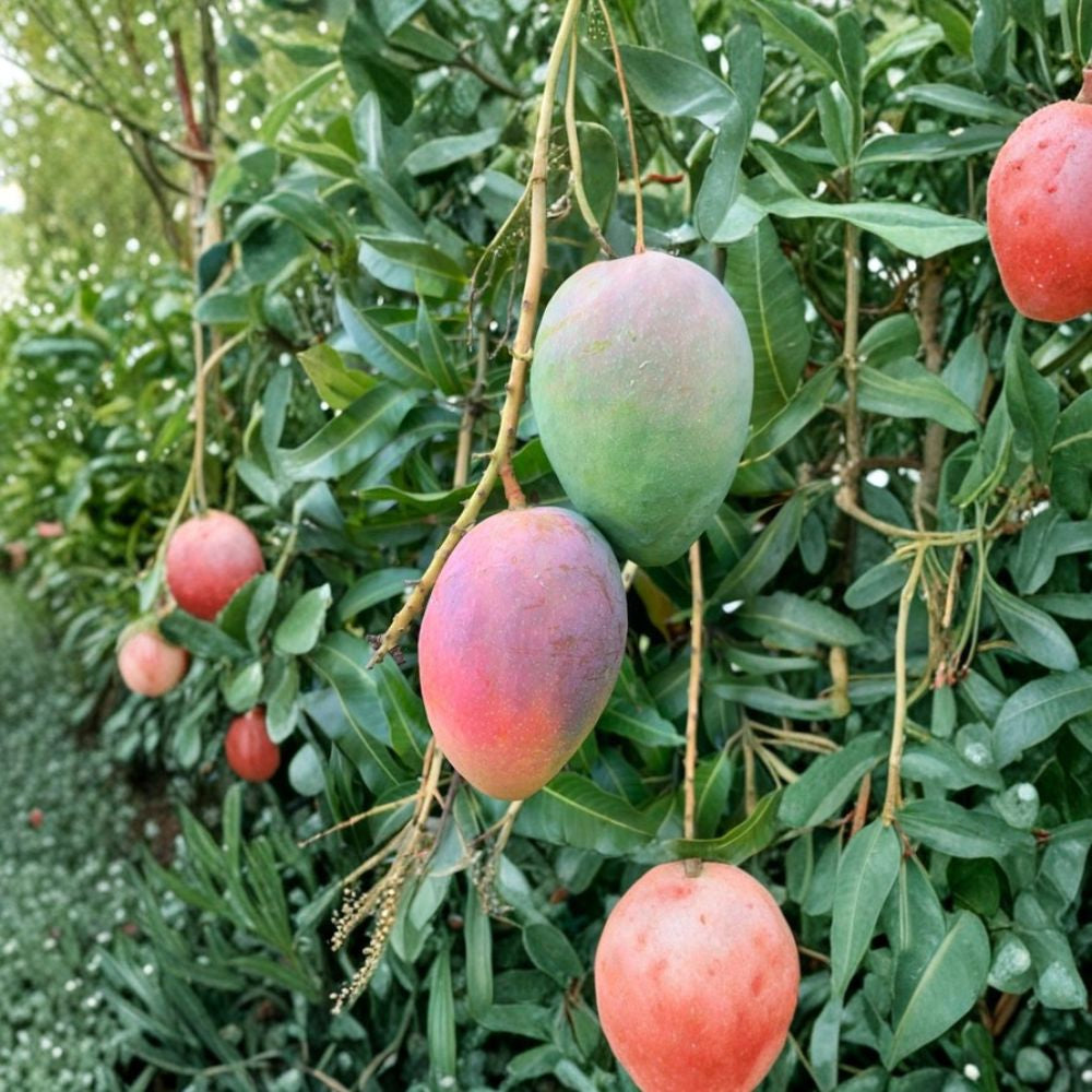 Edward Mango Tree – Mangifera indica Grafted Live Tree | 1–2 Feet Tall | Premium Florida Variety Rich Classic Flavor | Early Fruiting | Collector Favorite