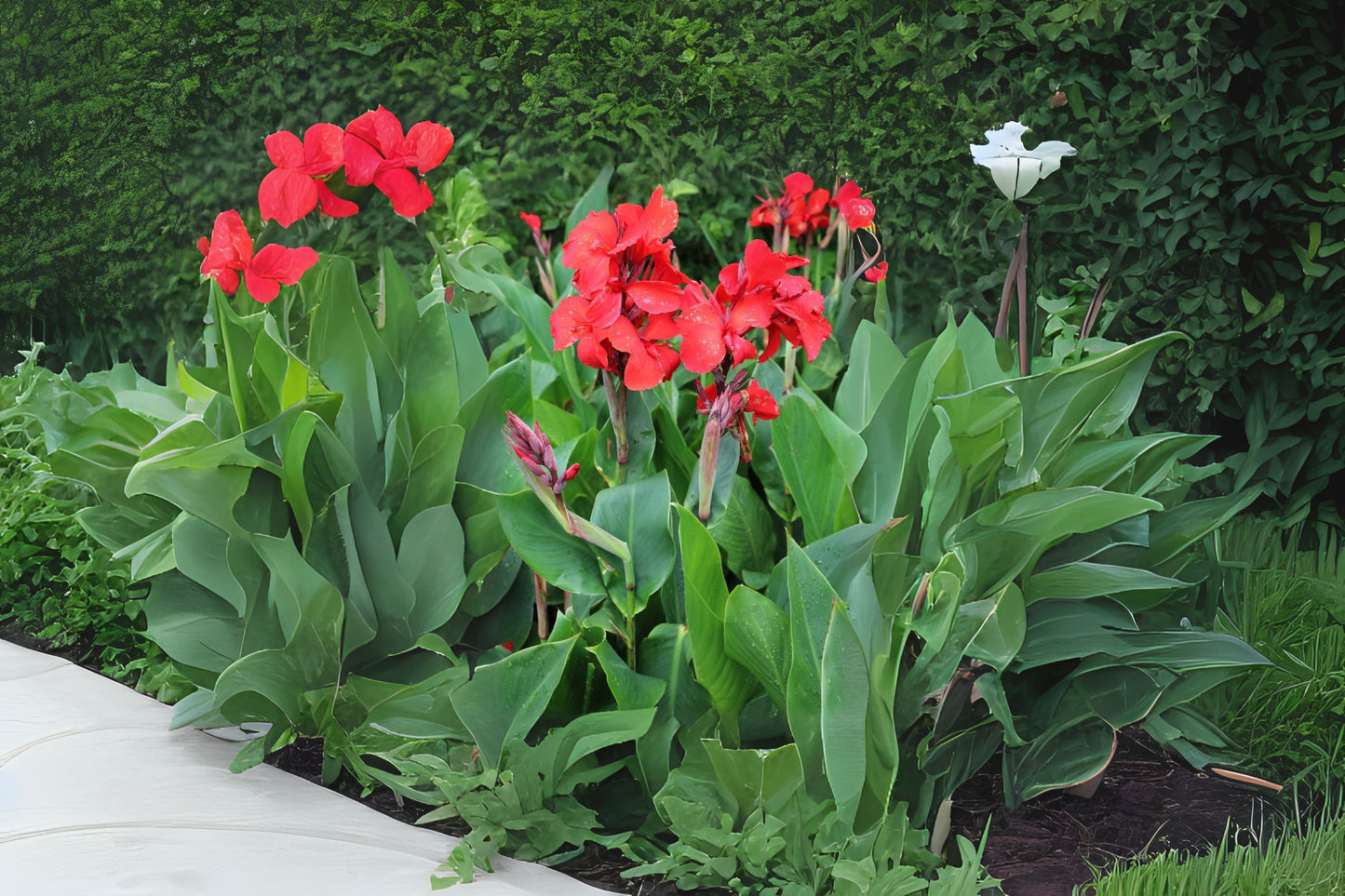 Live Red Canna Lily Plant in 1 Gallon Pot | Tropical Flower | Canna indica | Easy to Grow, Pollinator-Friendly Garden Plant