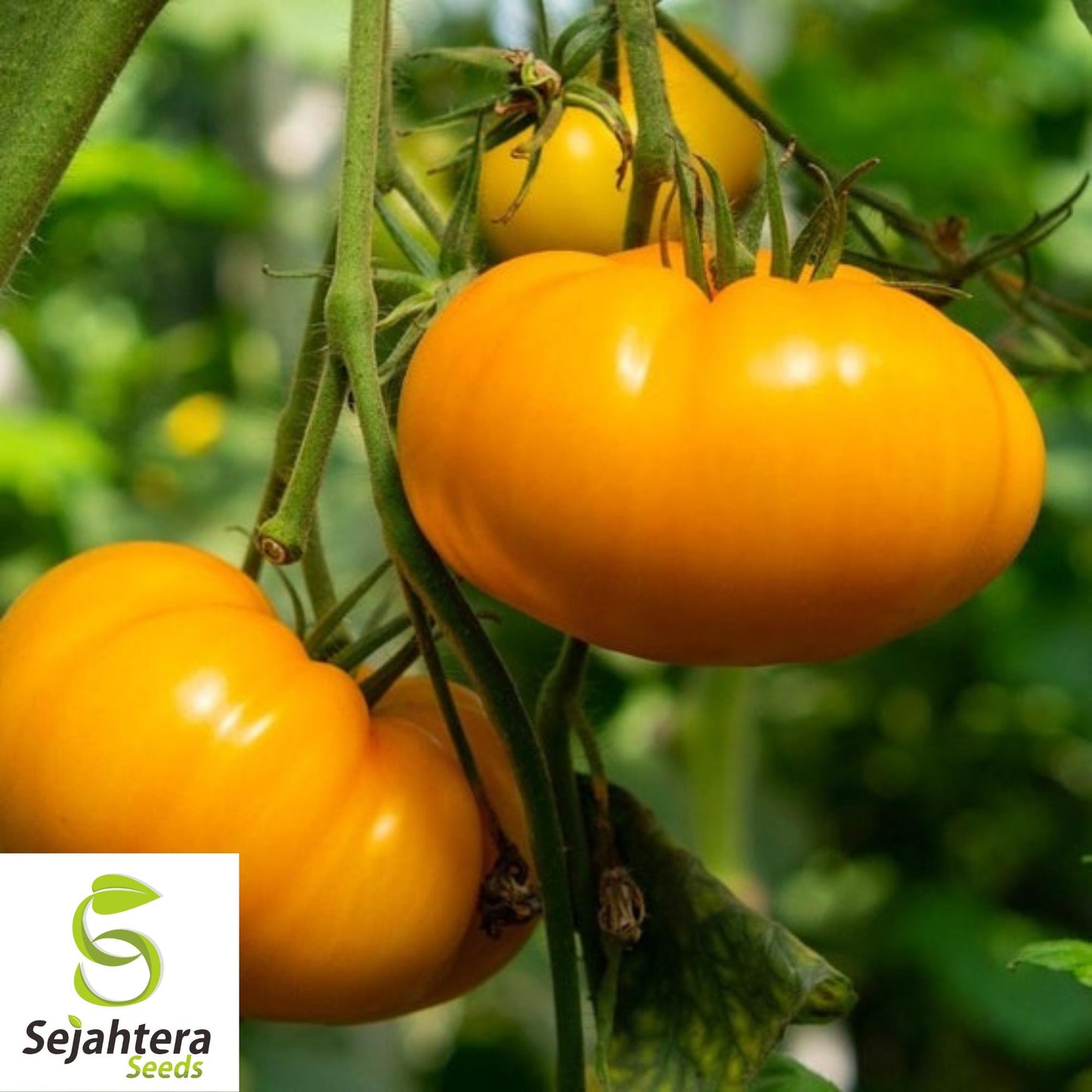 30 AMANA ORANGE BEEFSTEAK TOMATO SEEDS