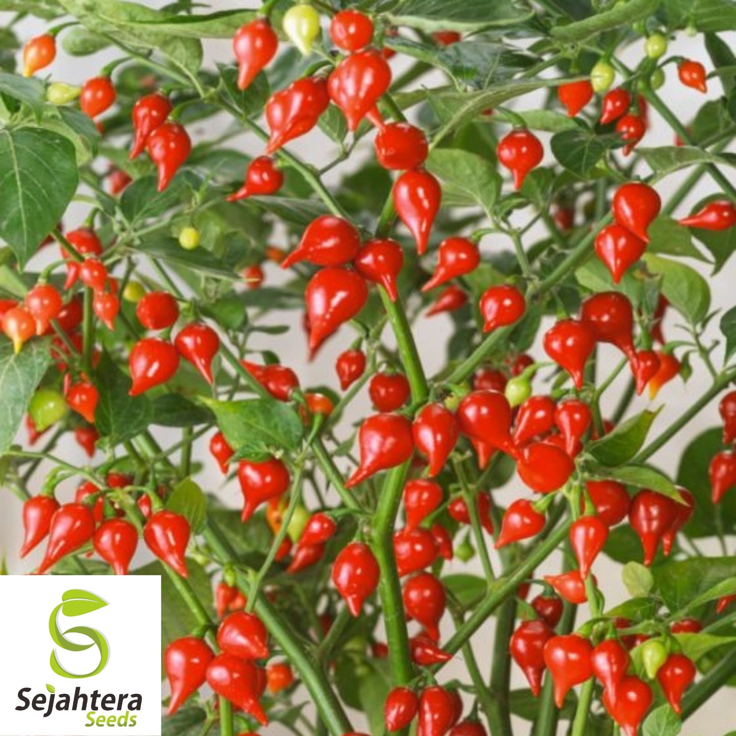 50+ Biquinho Red Hot Pepper Seeds - Non-GMO, Mild Heat, Unique Flavor