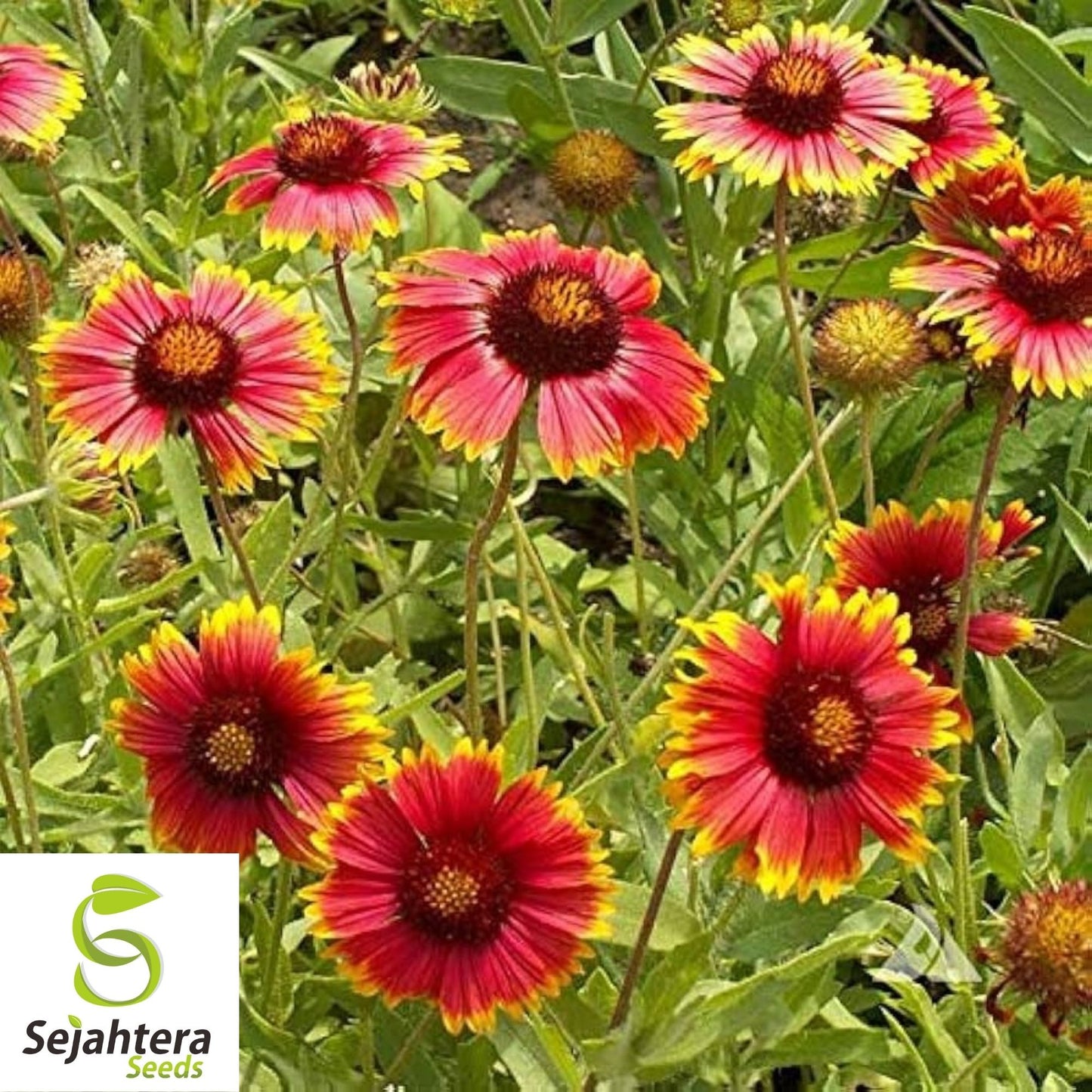 Gaillardia Blanket Flower Seeds 100+ | Perennial Wildflower NON-GMO USA