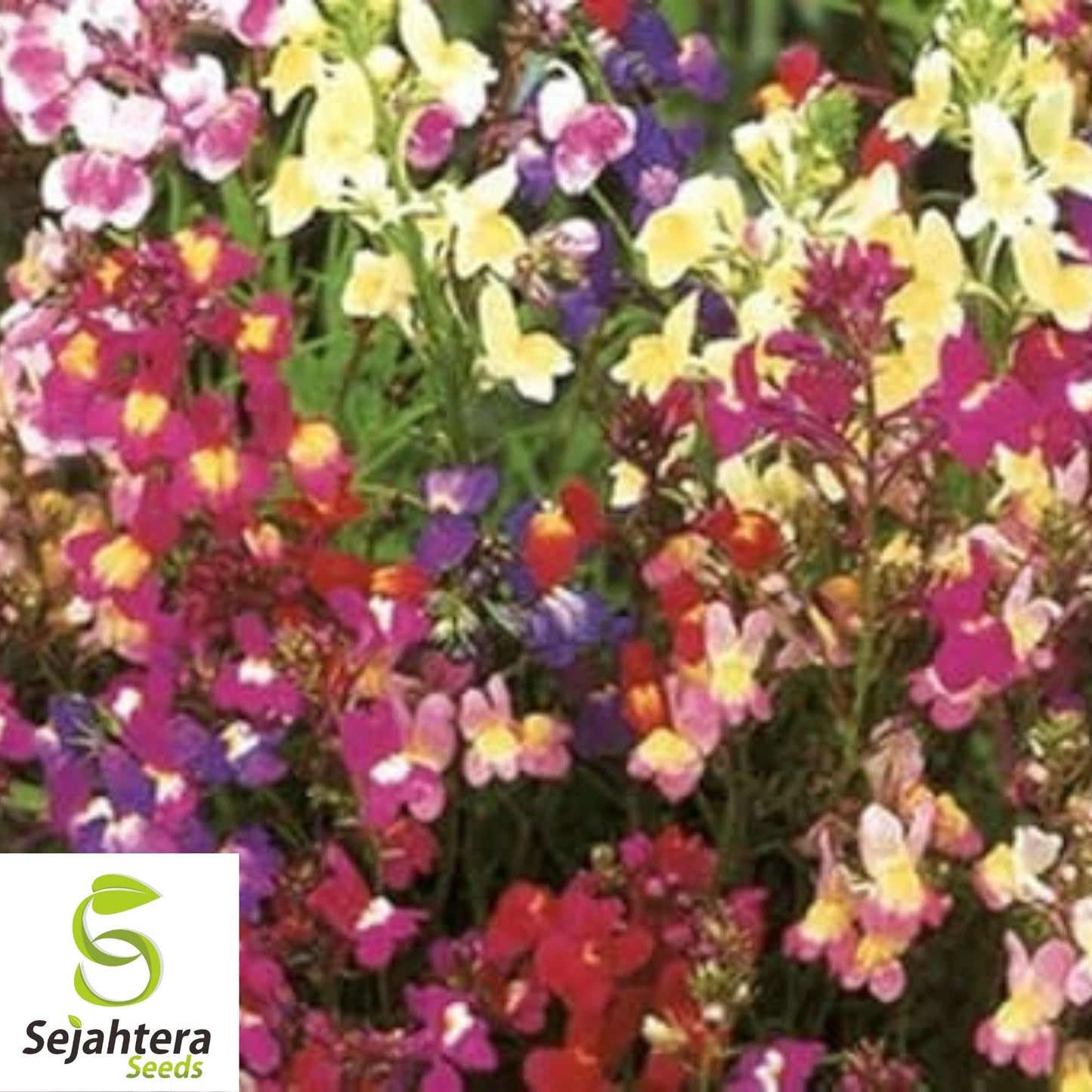 2000+ Snapdragon Fairy Bouquet Seeds - Linaria Maroccana, Dwarf Flower, USA