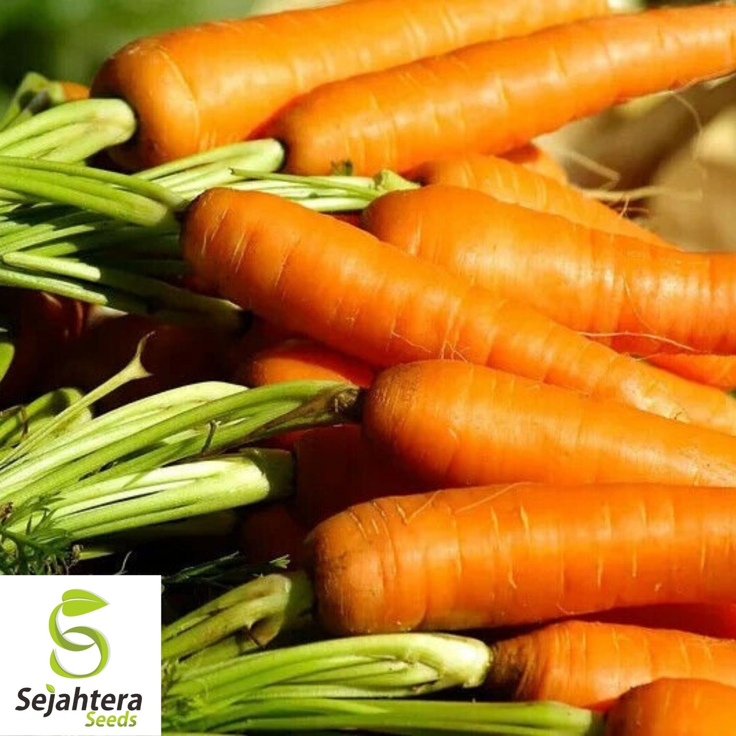 Carrot Seeds 300+ | Shin Kuroda Asian Vegetable NON-GMO USA