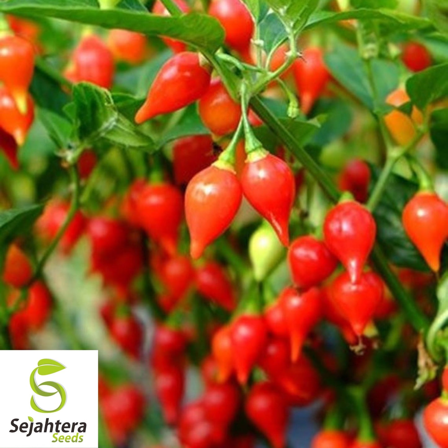 50+ Biquinho Red Hot Pepper Seeds - Non-GMO, Mild Heat, Unique Flavor