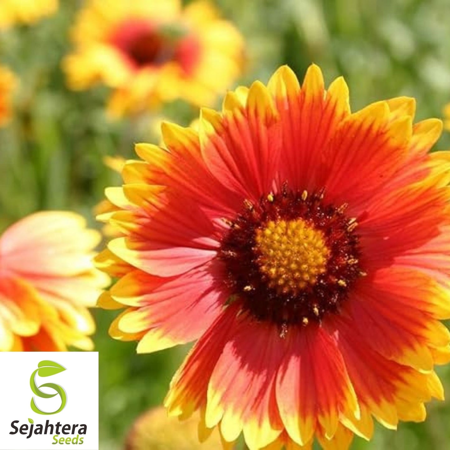 Gaillardia Blanket Flower Seeds 100+ | Perennial Wildflower NON-GMO USA