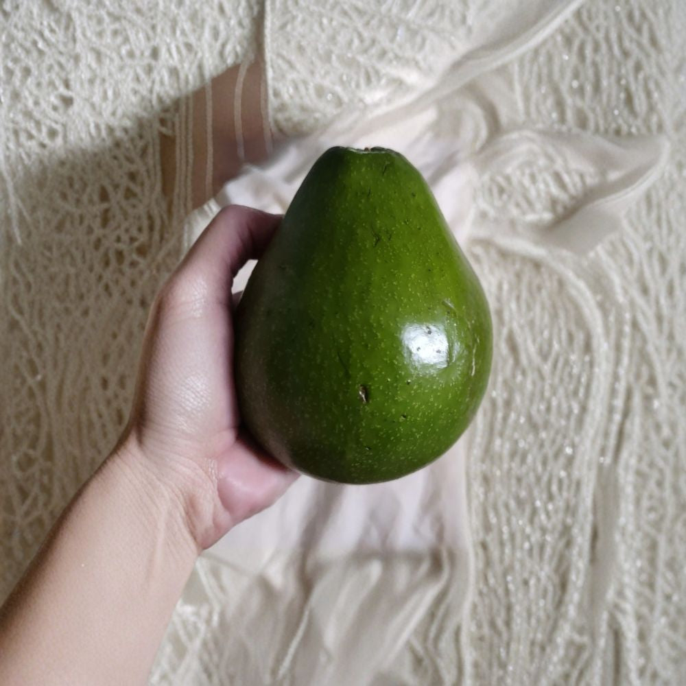 Organic Avocado Seedling Tree – Persea americana Hass OR Puerto Rican Variety Live Bare Root Seedling | Approximately 18 Inches Tall