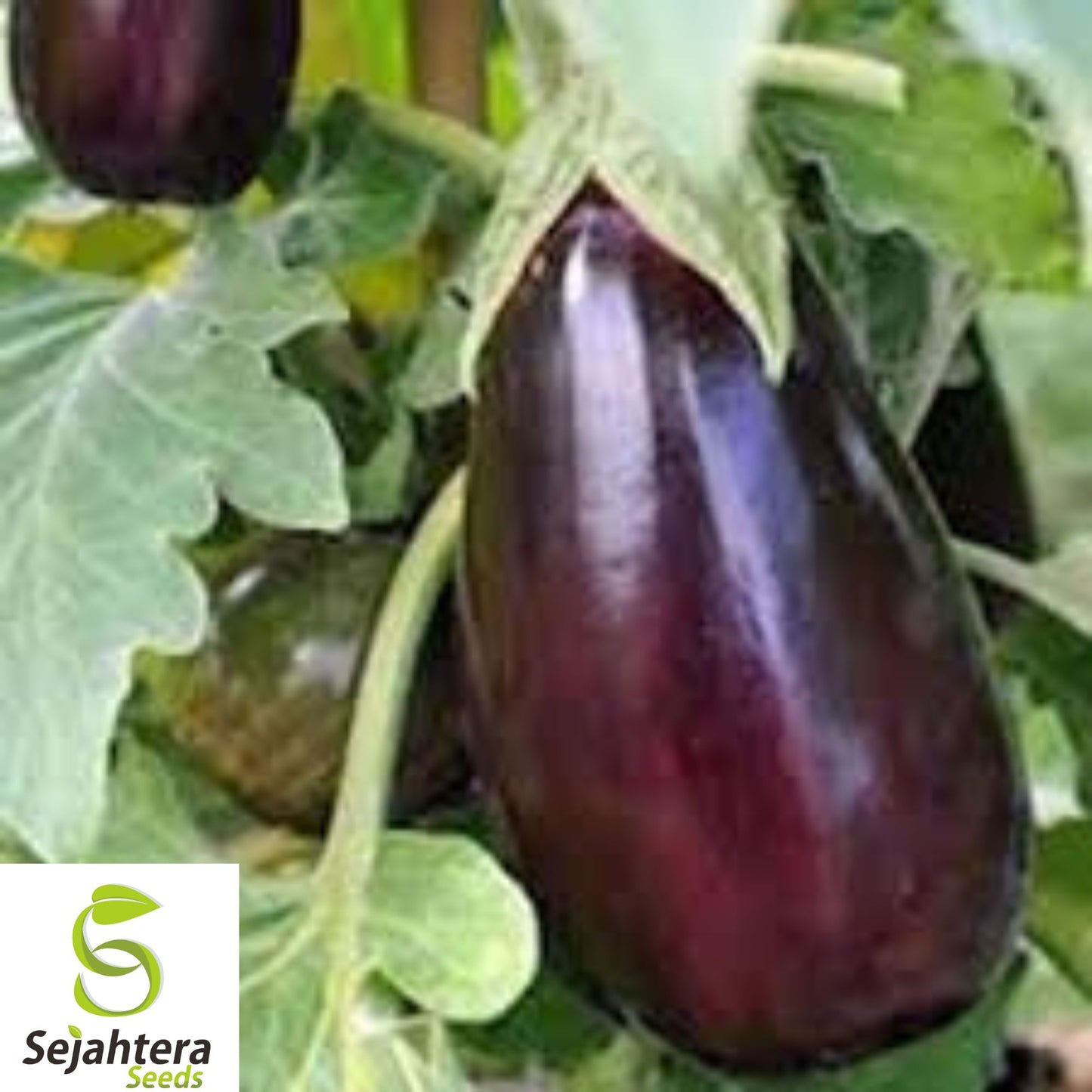 Black Beauty Eggplant Seeds – Heirloom, Organic, Non-GMO, Fresh for Planting