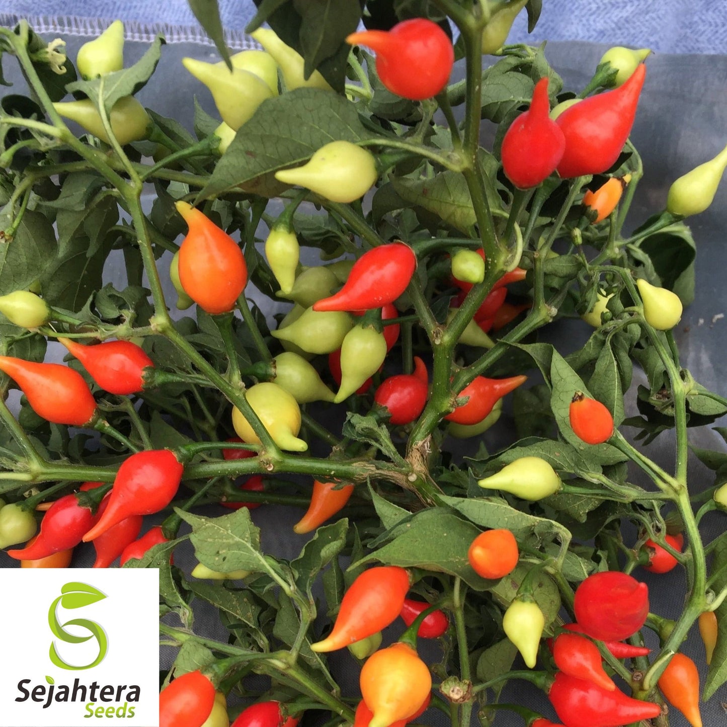 50+ Biquinho Red Hot Pepper Seeds - Non-GMO, Mild Heat, Unique Flavor